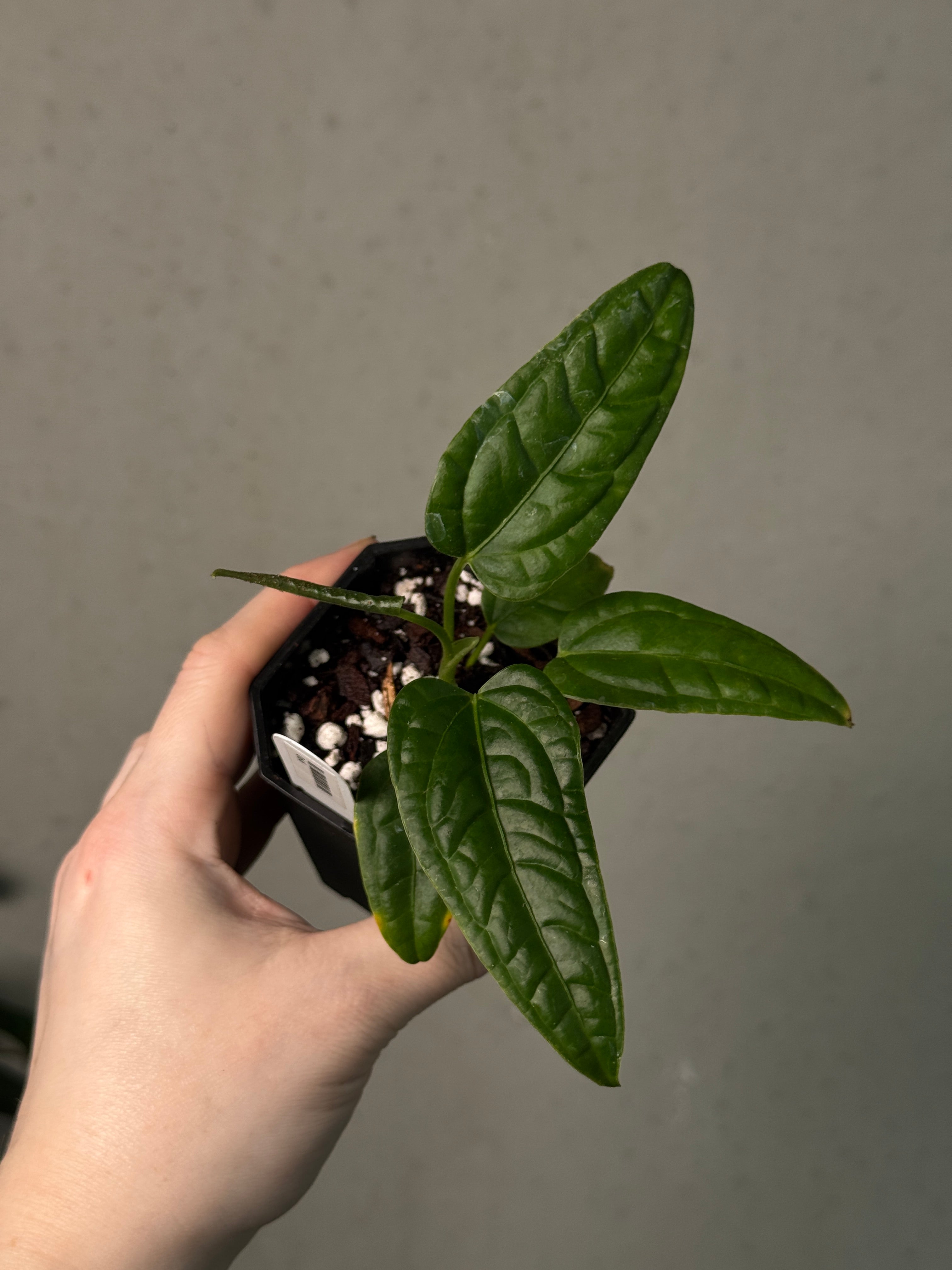 Anthurium Lapoanum S1