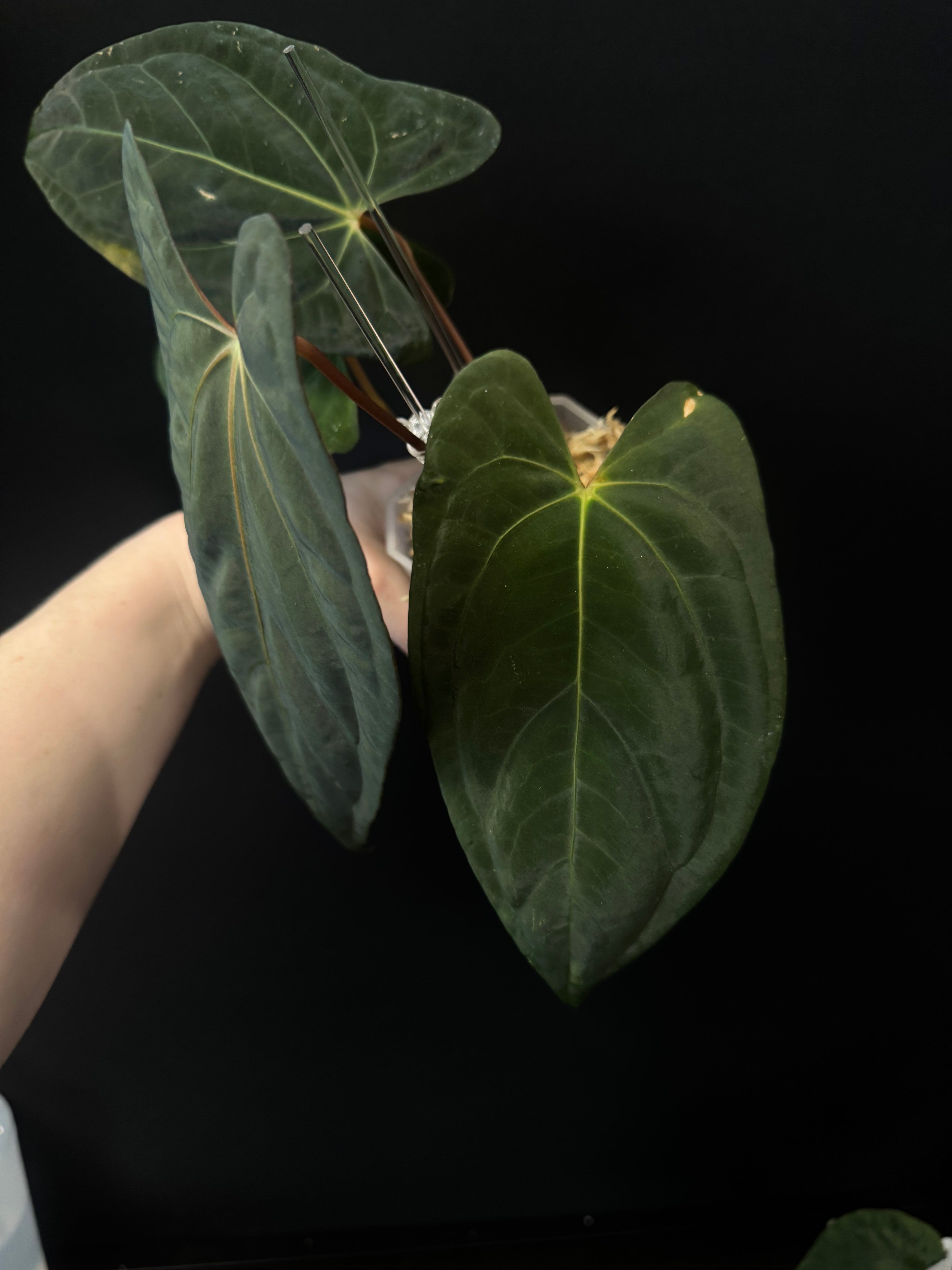 Anthurium Dark Phoenix x Fort Sherman