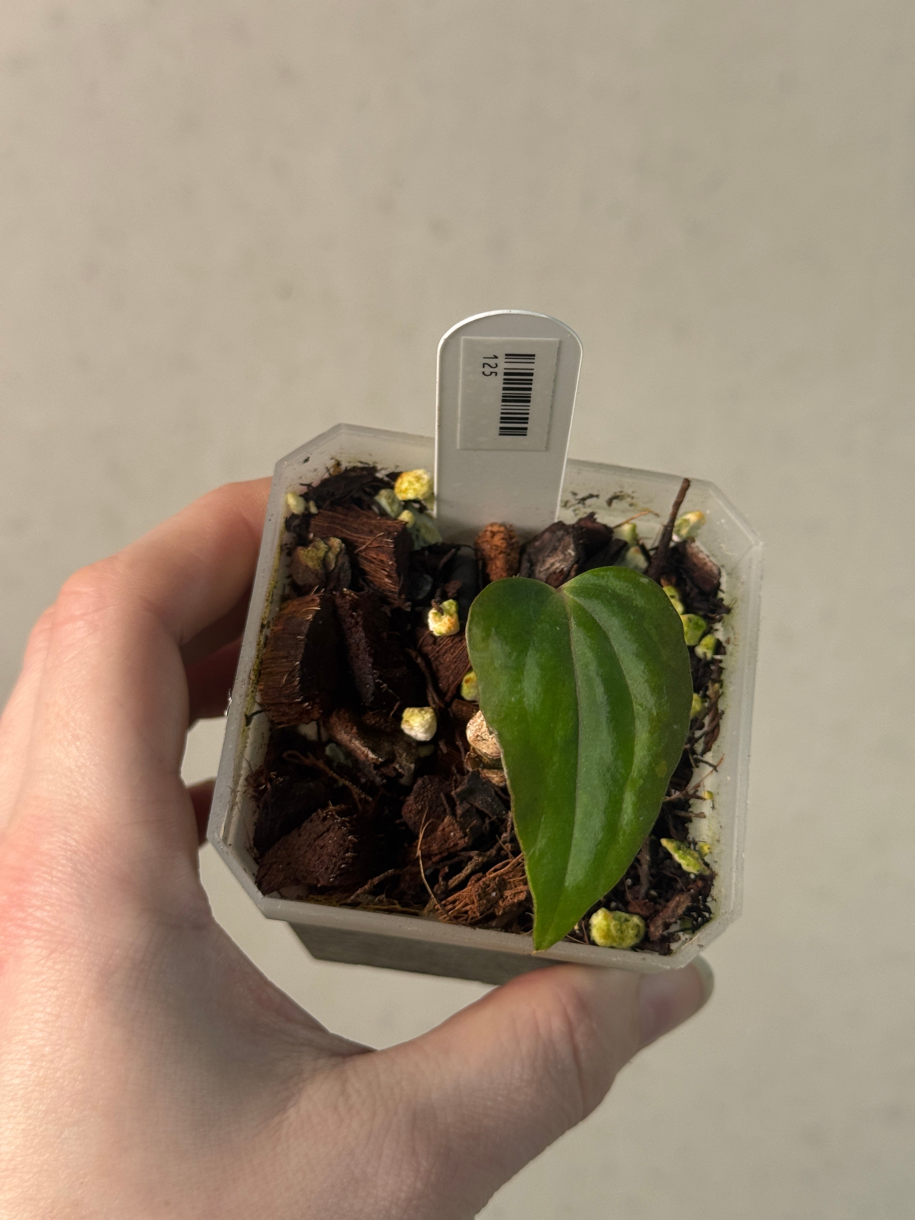 Anthurium Midnight Velvet x BVEP (Tezula) - Clone