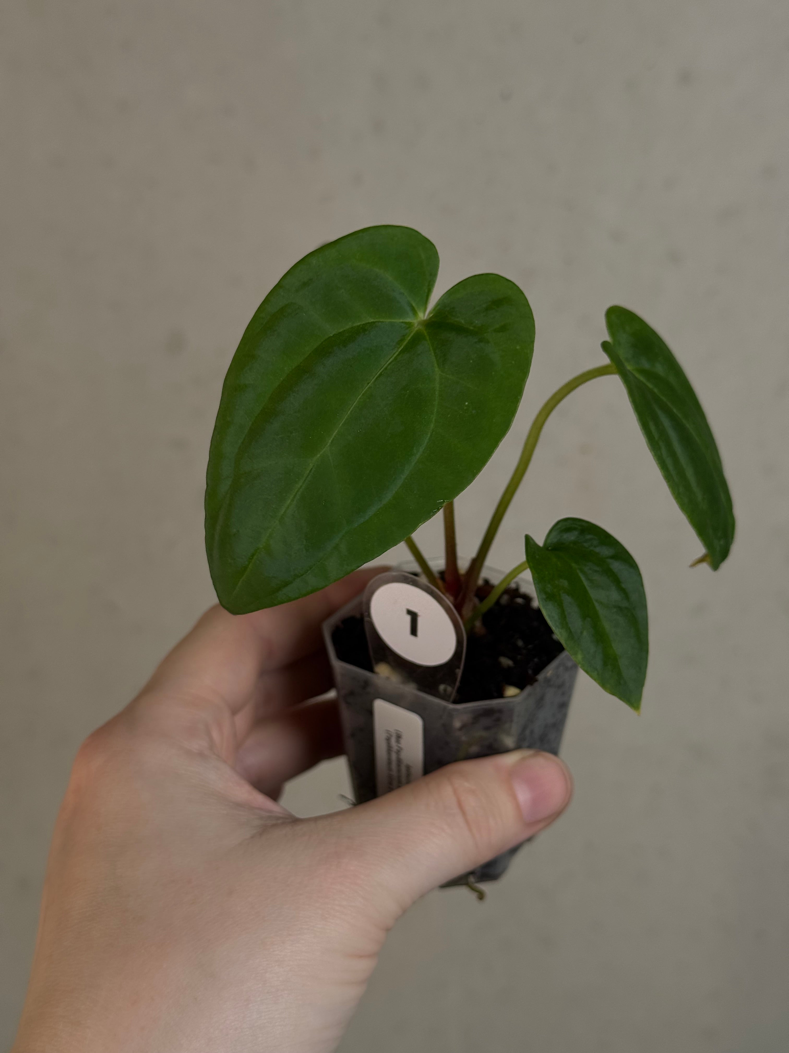 Anthurium (Blue Papillilaminum x Forgetii) x (Papillilaminum XOne x XOne)