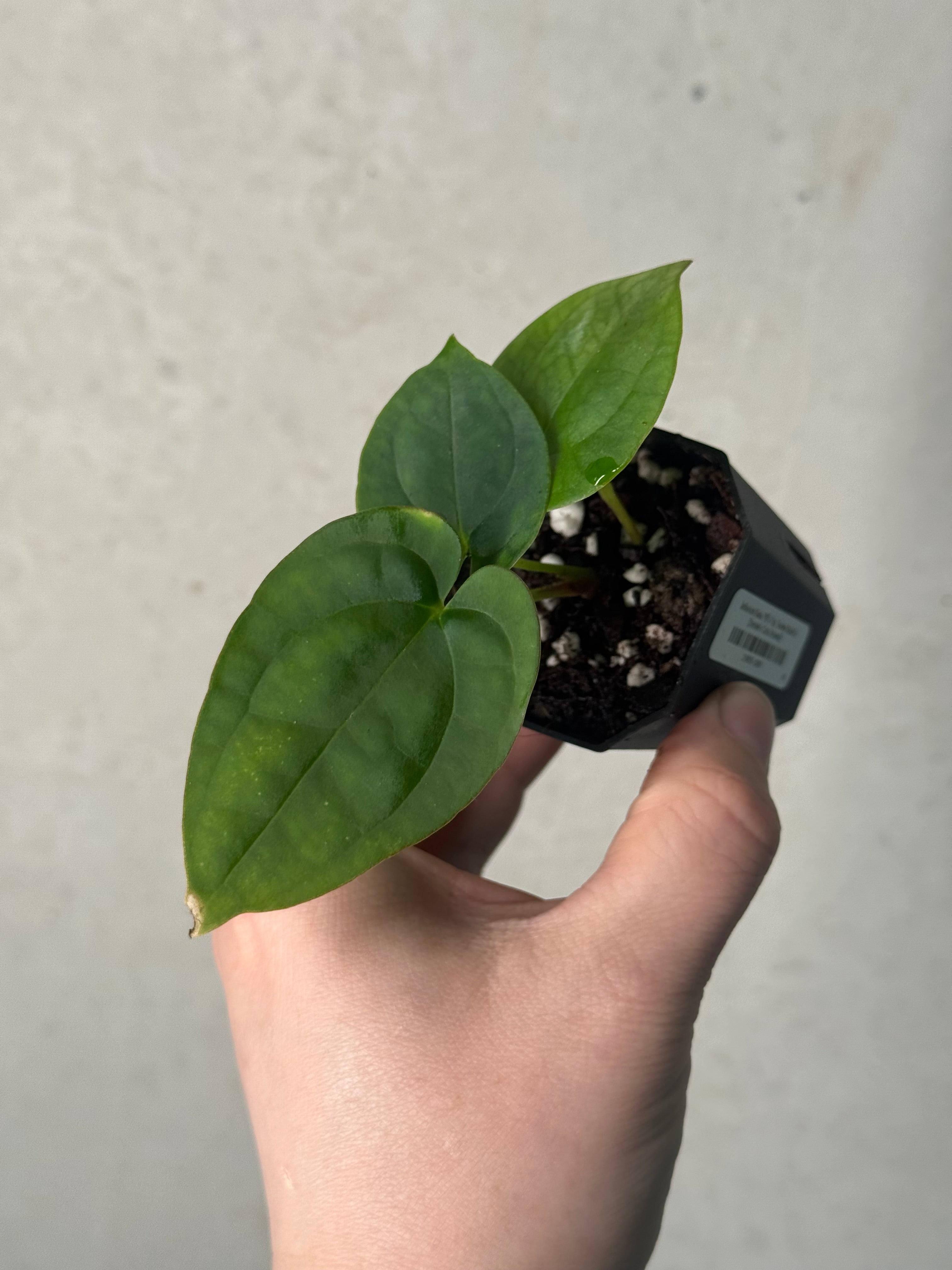 Anthurium (Kunayalense PM7 x Papillilaminum 'Swamp Bunny') x (Dressleri F2 x Carlablackiae 'Amanda')