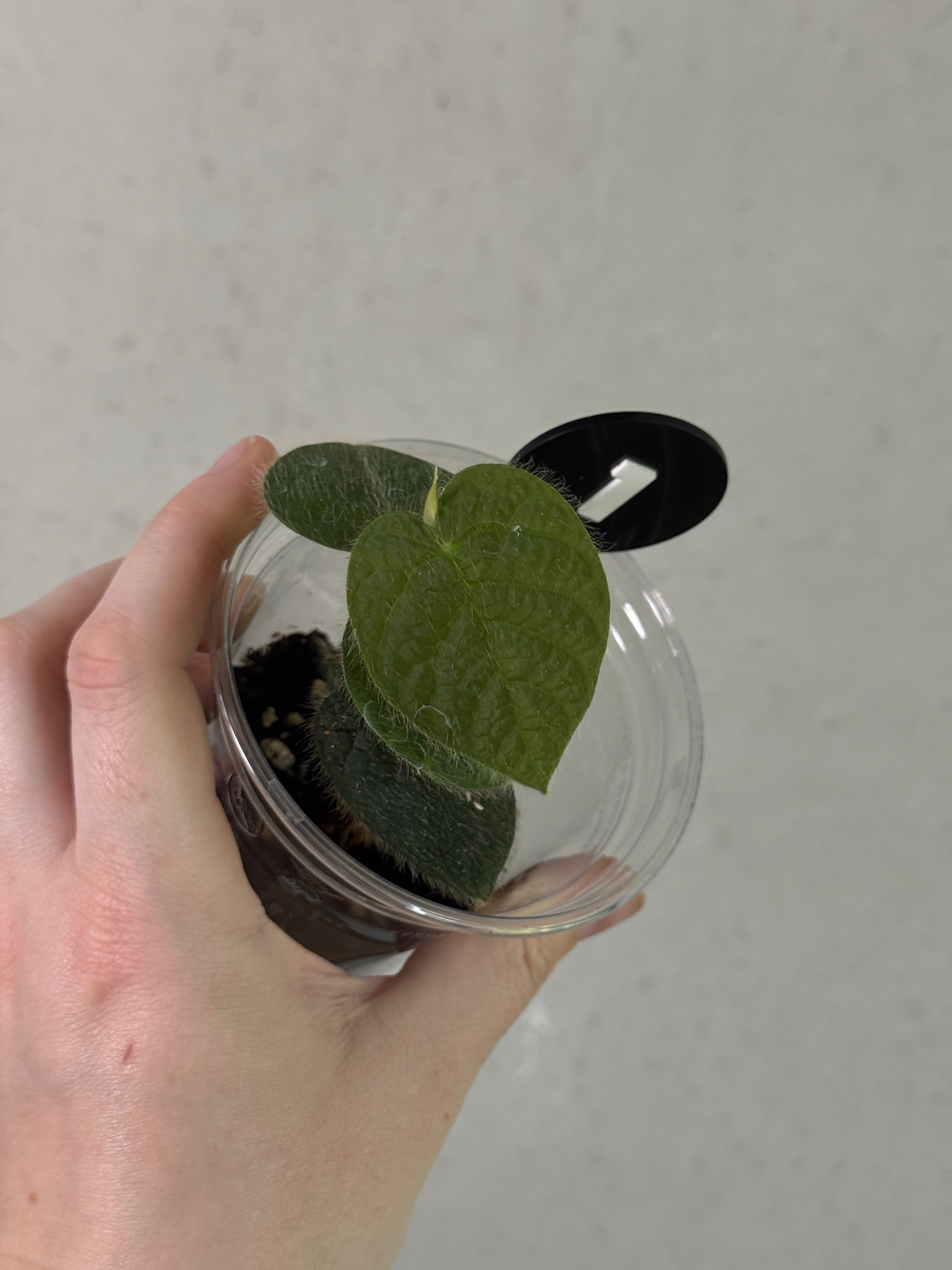 Healthy Ficus Villosa plant from SMUKHI with lush green leaves and vibrant foliage, ideal for indoor or outdoor decoration.