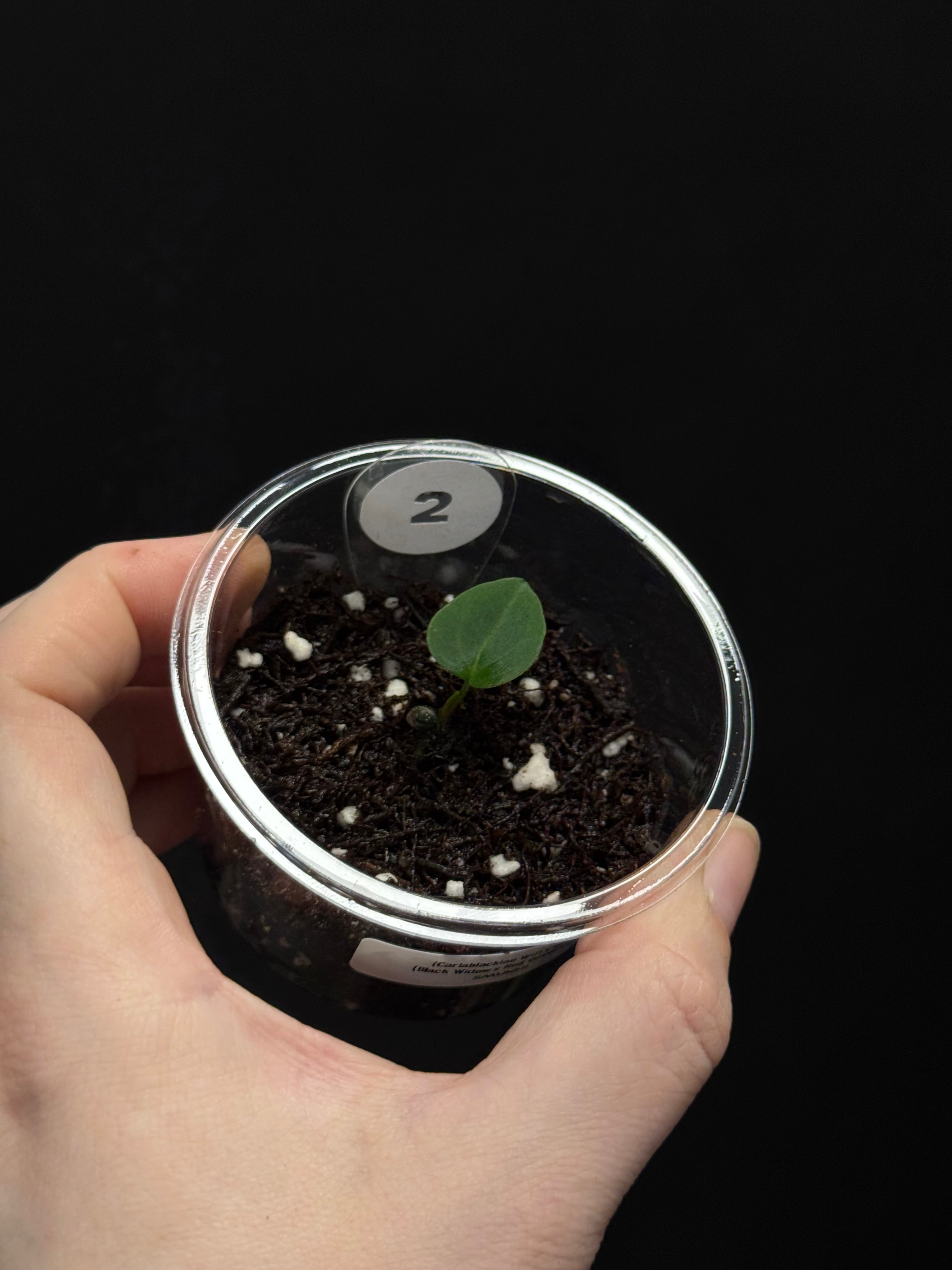 Anthurium (Carlablackiae WU1 x self) x (Black Widow x Red Velvet Cake) - Pre-order