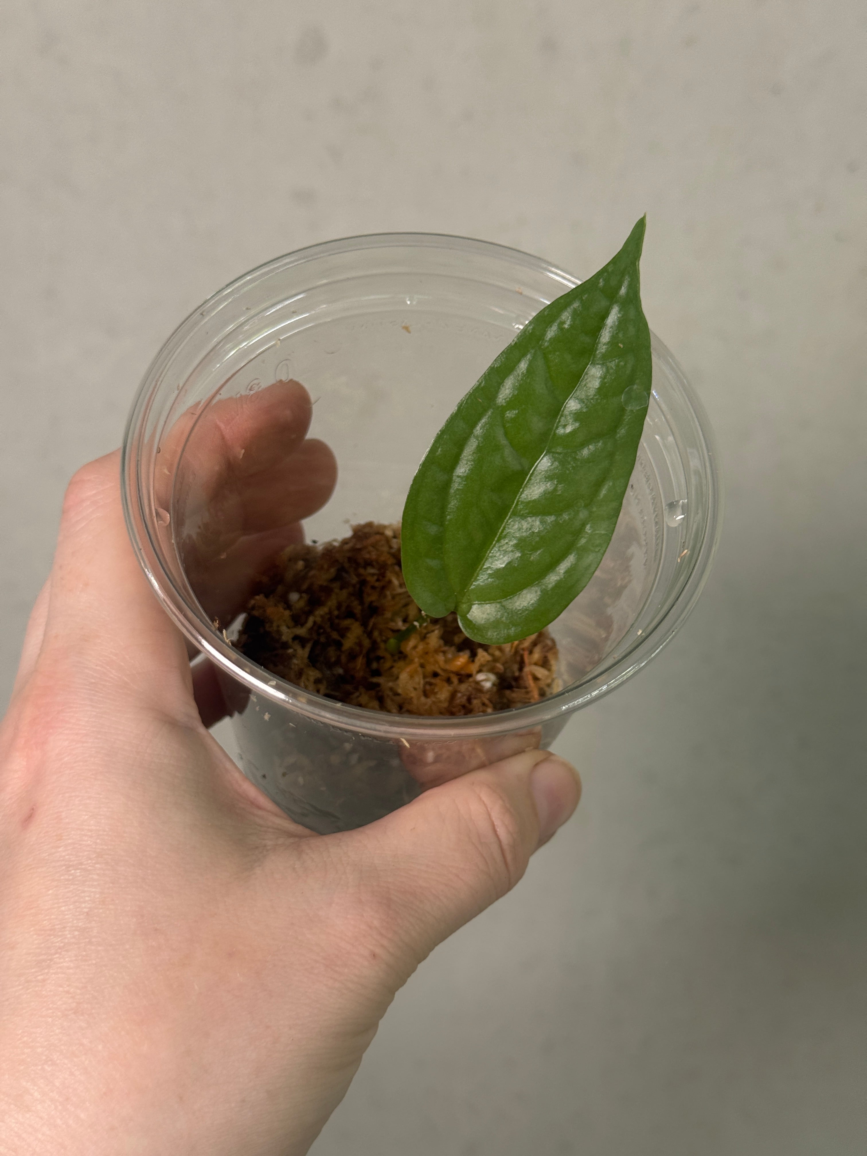 Anthurium sp. Limon - Clone