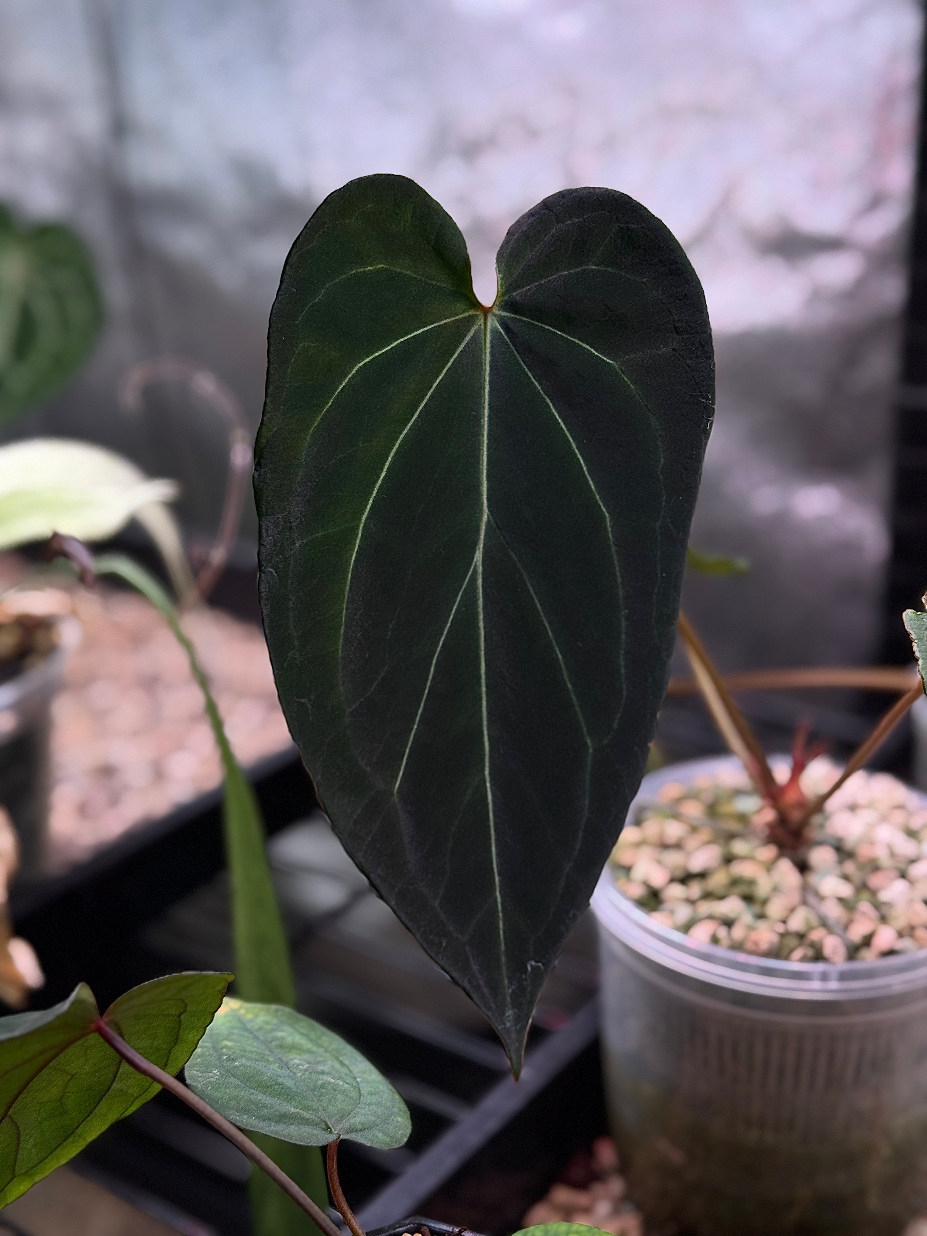 Private Collection NFS Anthurium Black Widow '13' x '43' plant with dark glossy leaves and vibrant spathes, tropical indoor plant