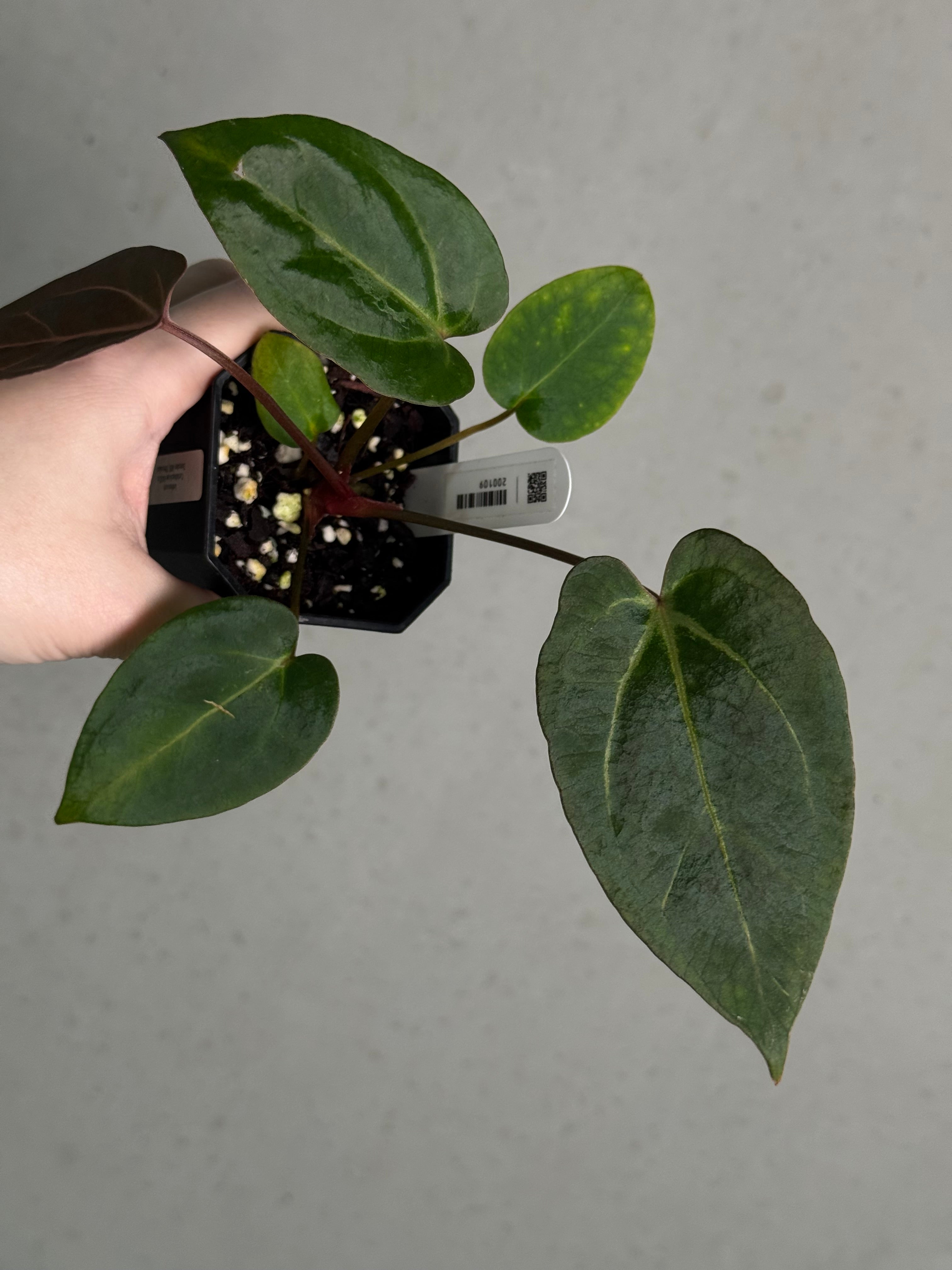 Anthurium Carlablackiae RA10 S1 x Dressleri ‘Obsidian’