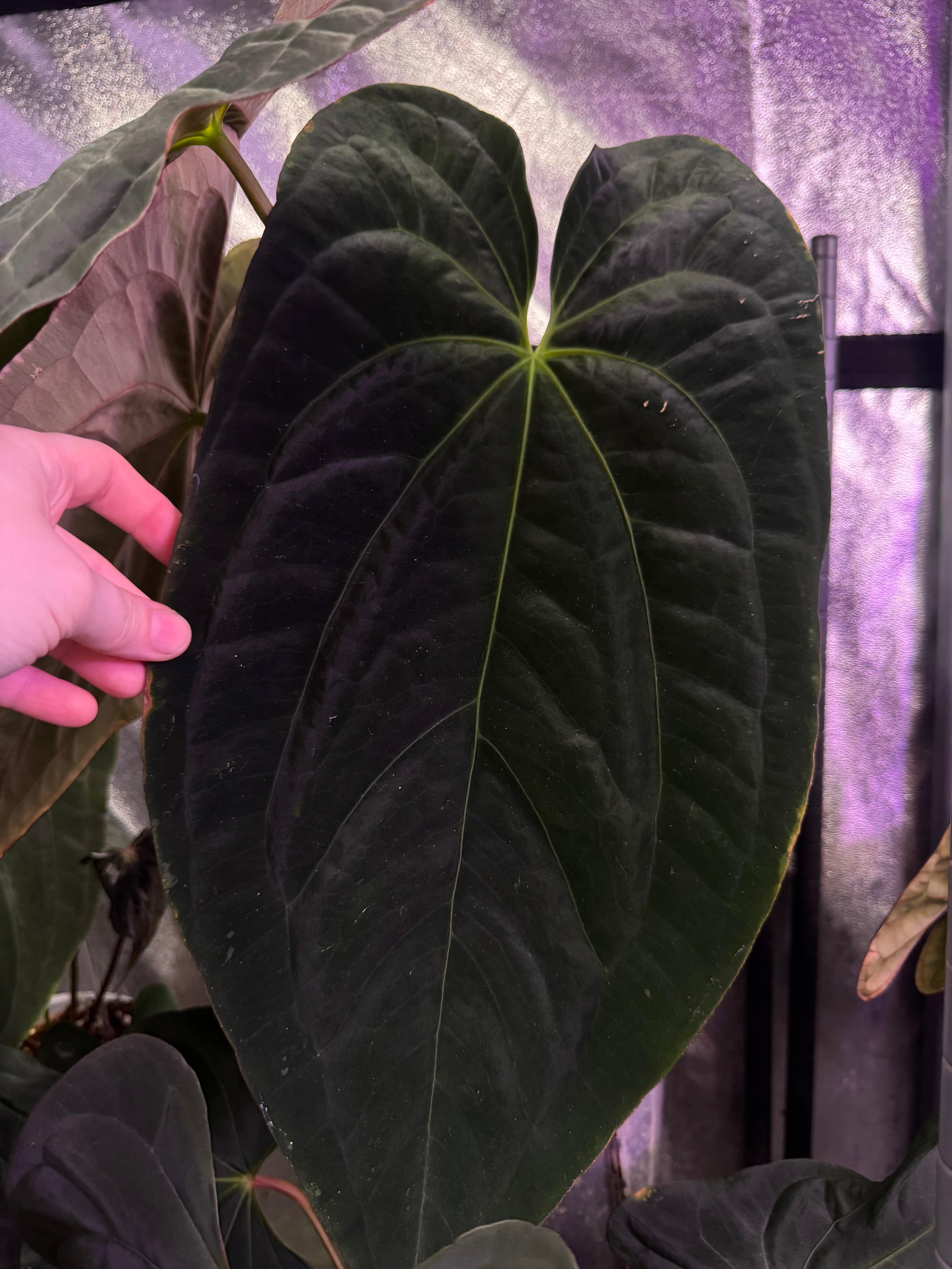 NFS: Anthurium Papillilaminum XOne x Dark Phoenix #2 - SMUKHI