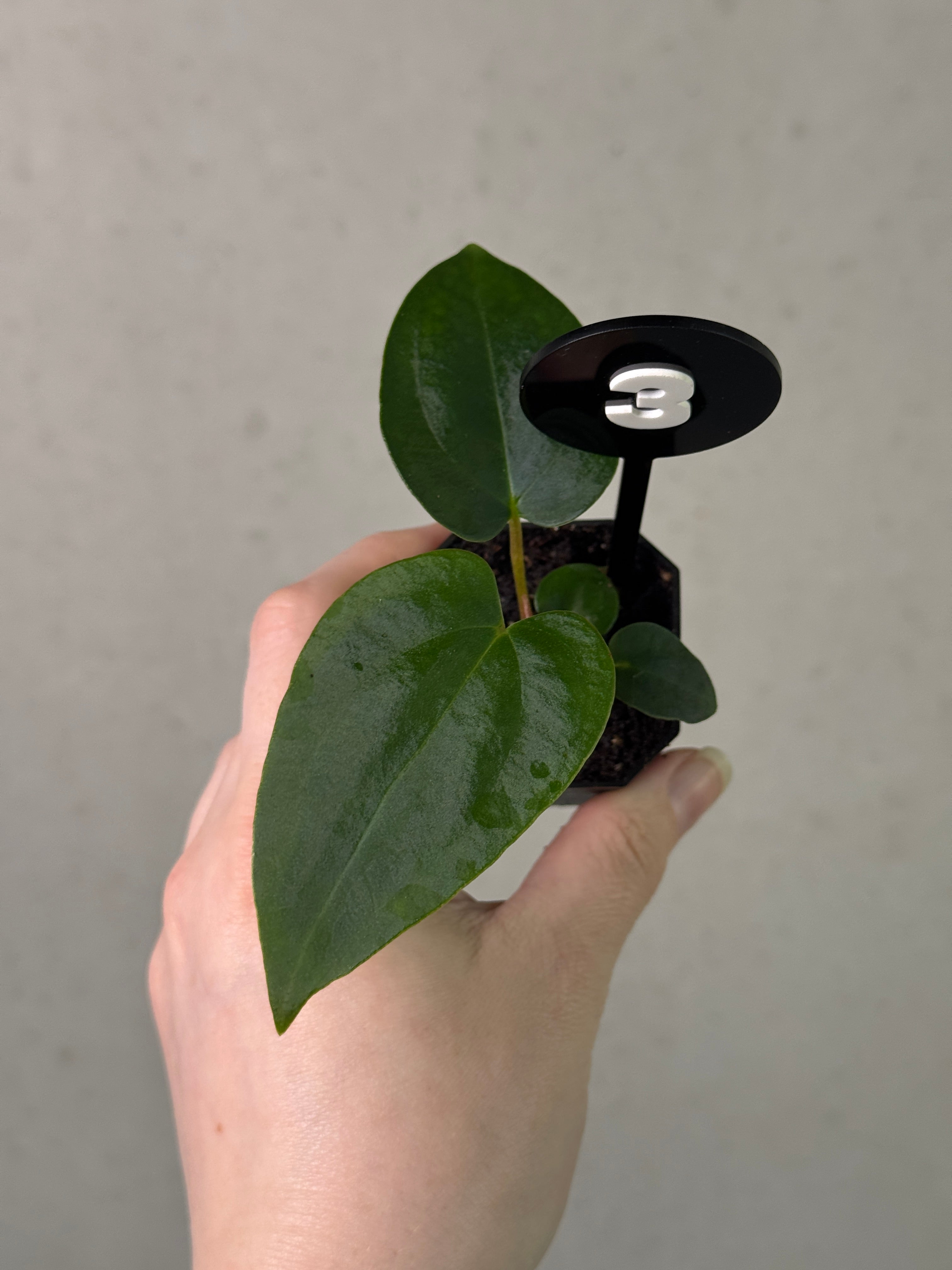 Anthurium (Papillilaminum 'Marie' x 'IL') x (Carlablackiae RD3 x FSxRL ‘Grim Reaper’)