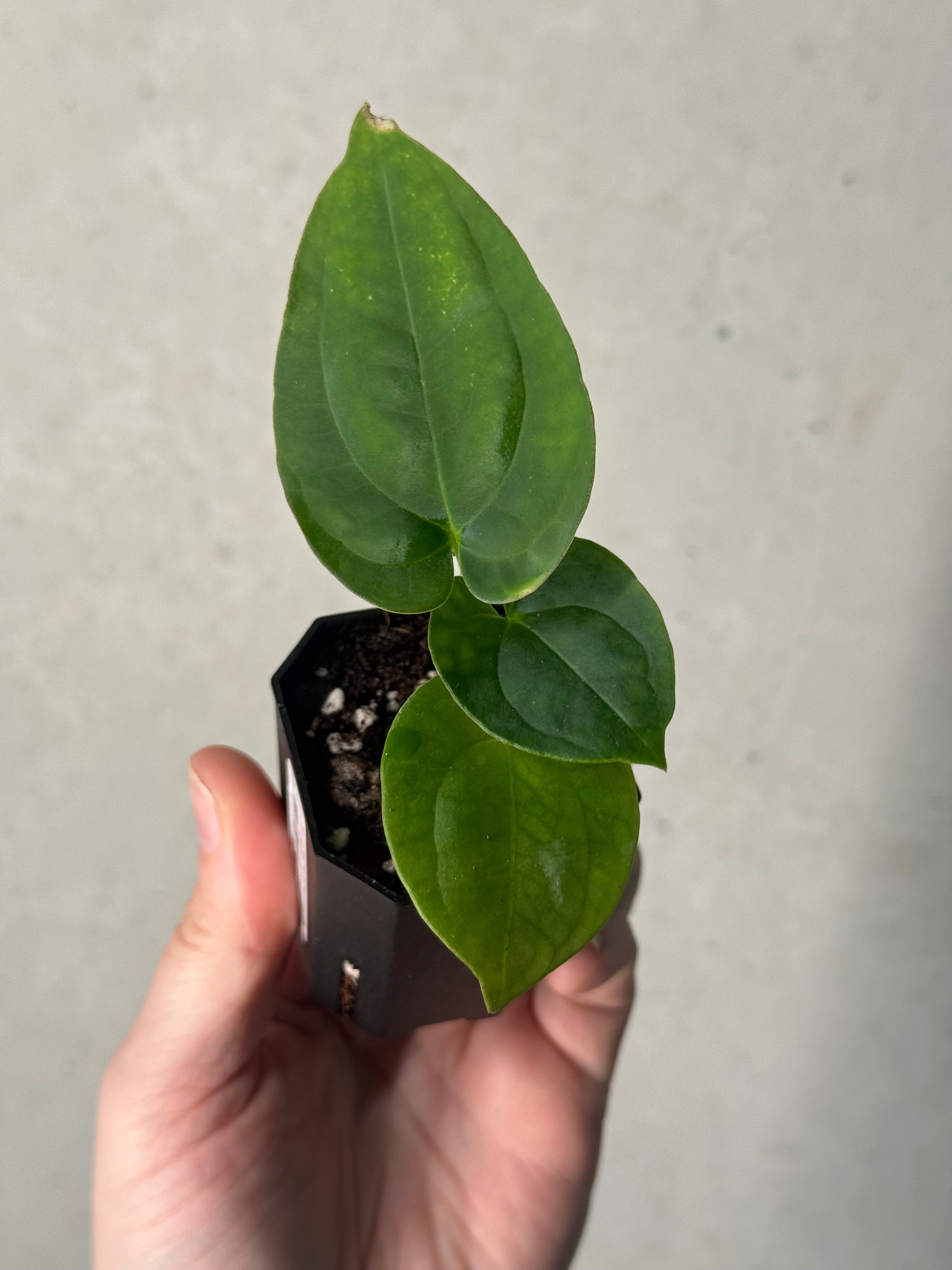 Anthurium (Kunayalense PM7 x Papillilaminum 'Swamp Bunny') x (Dressleri F2 x Carlablackiae 'Amanda')