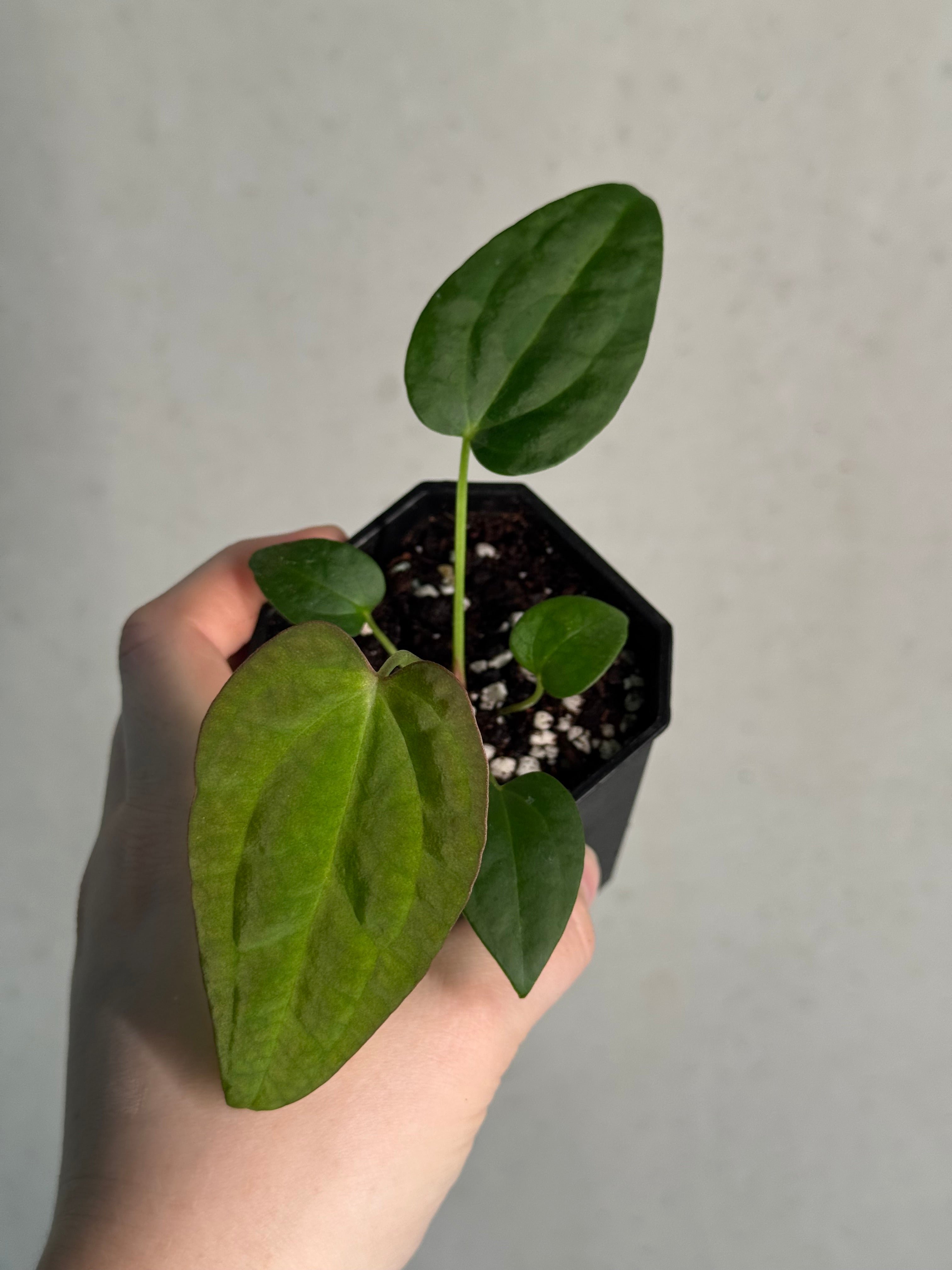 Anthurium BVEP 'Laila' x Ace of Spades Dark Form