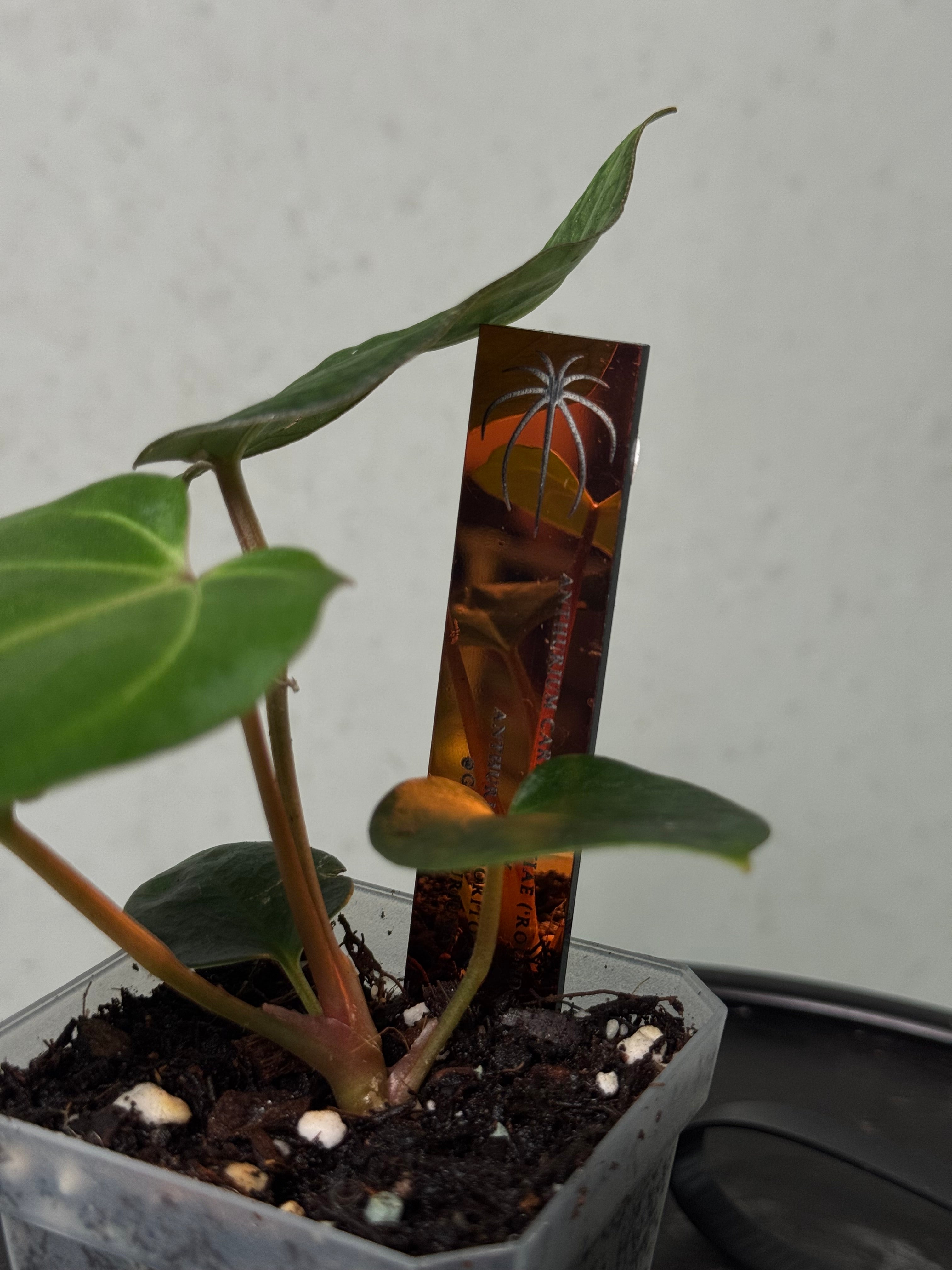 Anthurium Carlablackiae ('Round' x GPH-001) x Portillae 'Dorito'