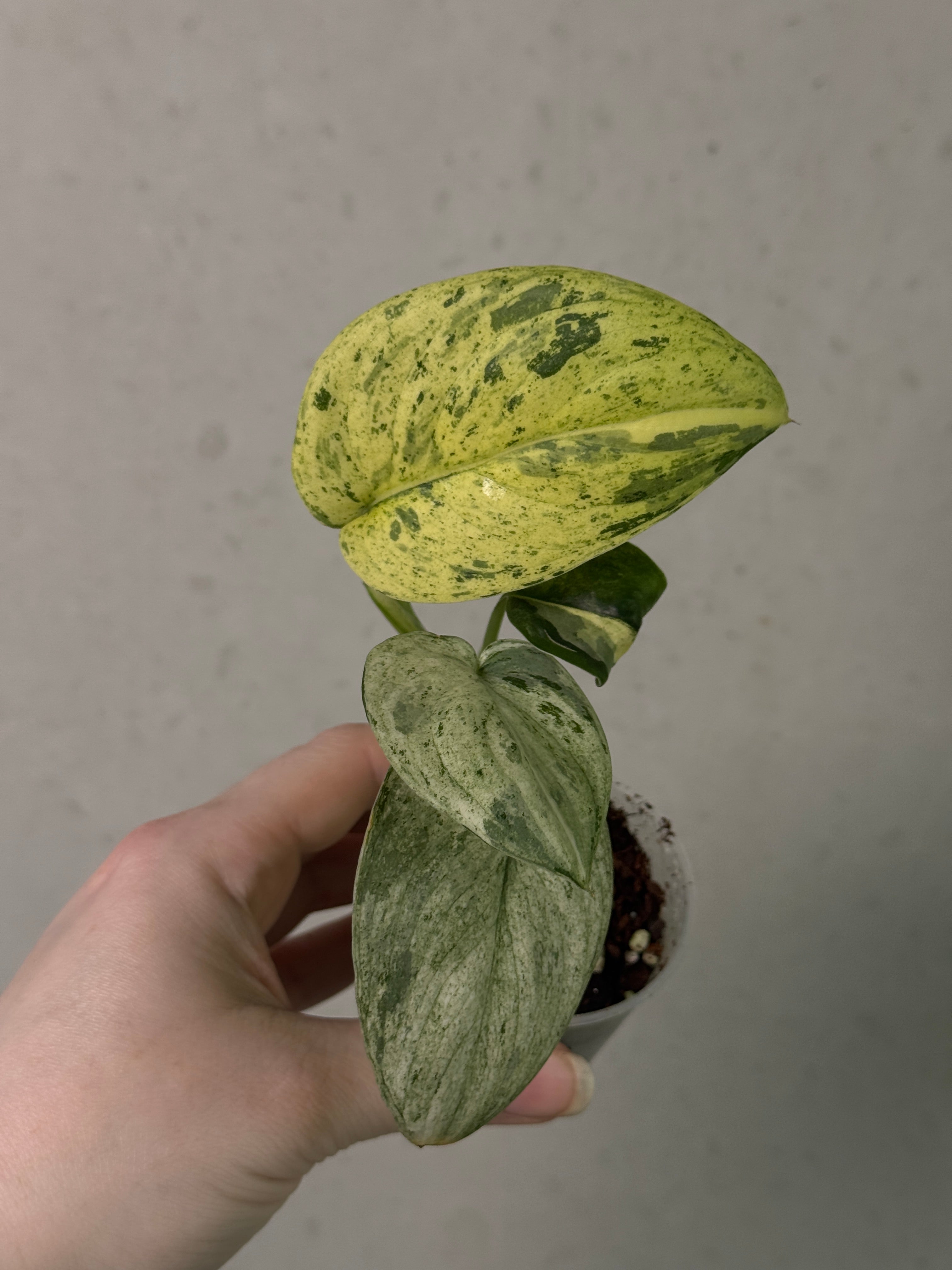 Scindapsus Jade Satin Marble Queen