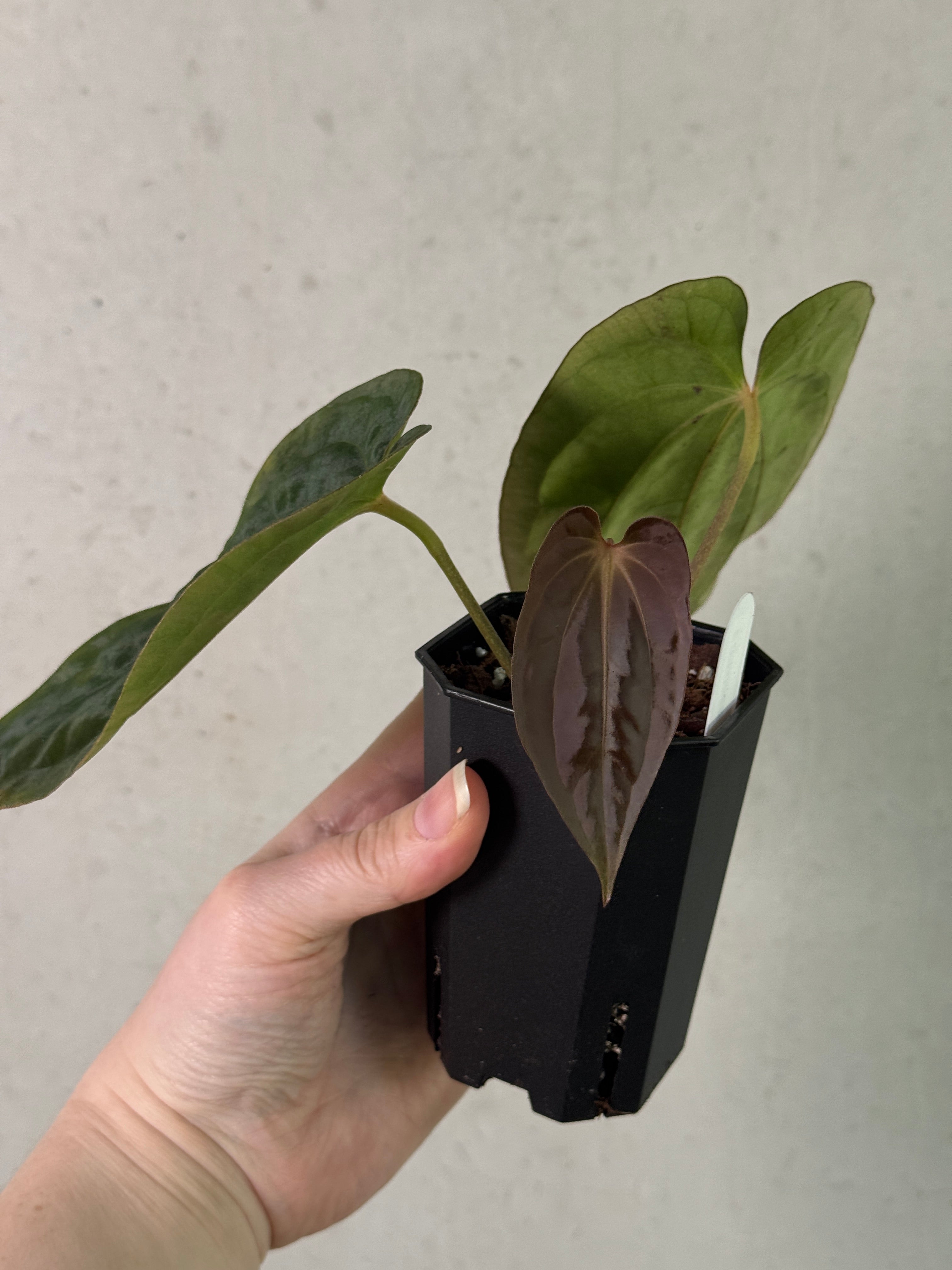 Anthurium BVEP ('Round' x RA1) x (WU1 x 'Oliver')