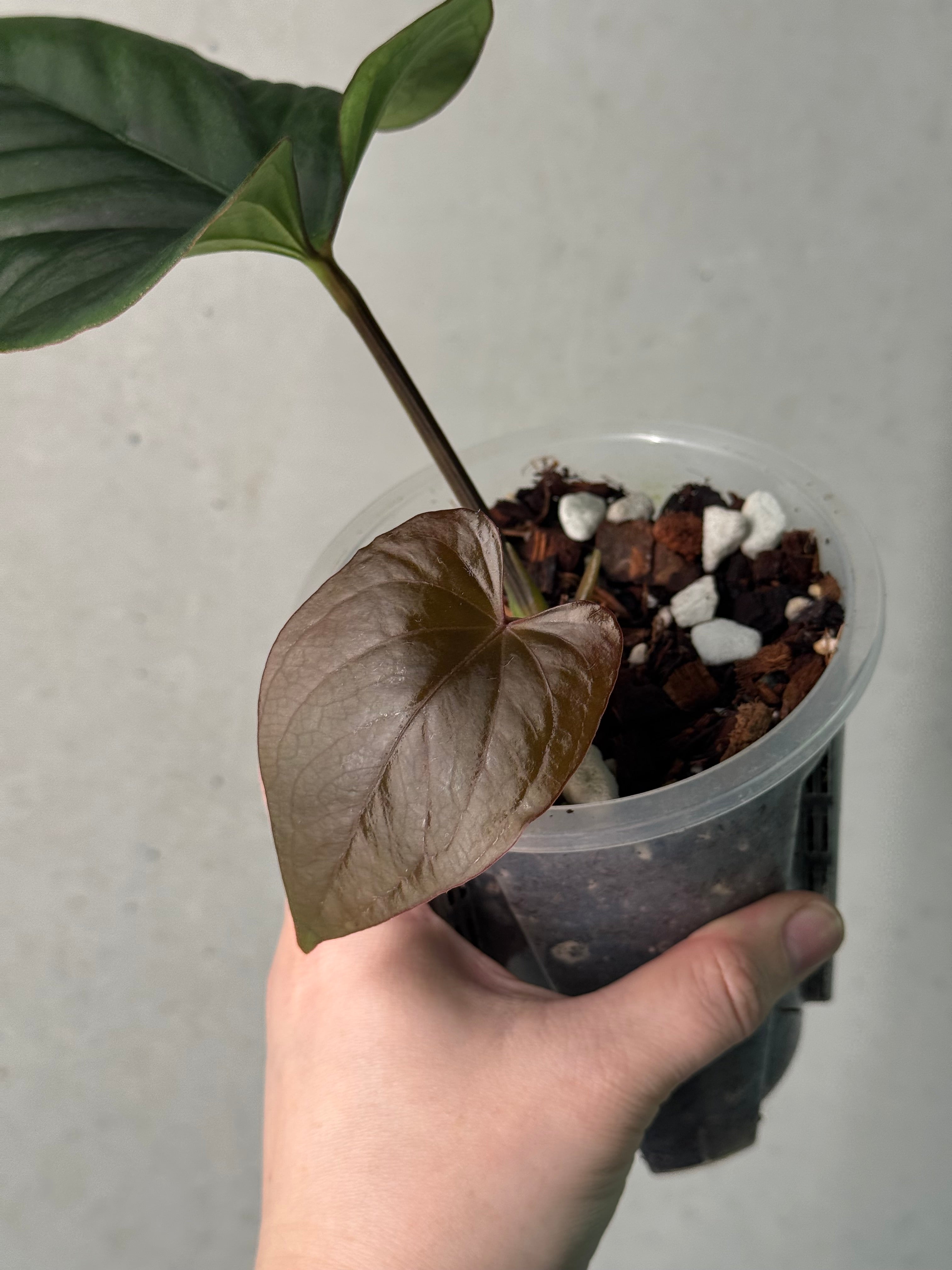 Anthurium Dressleri Eastern Form - Pre-order