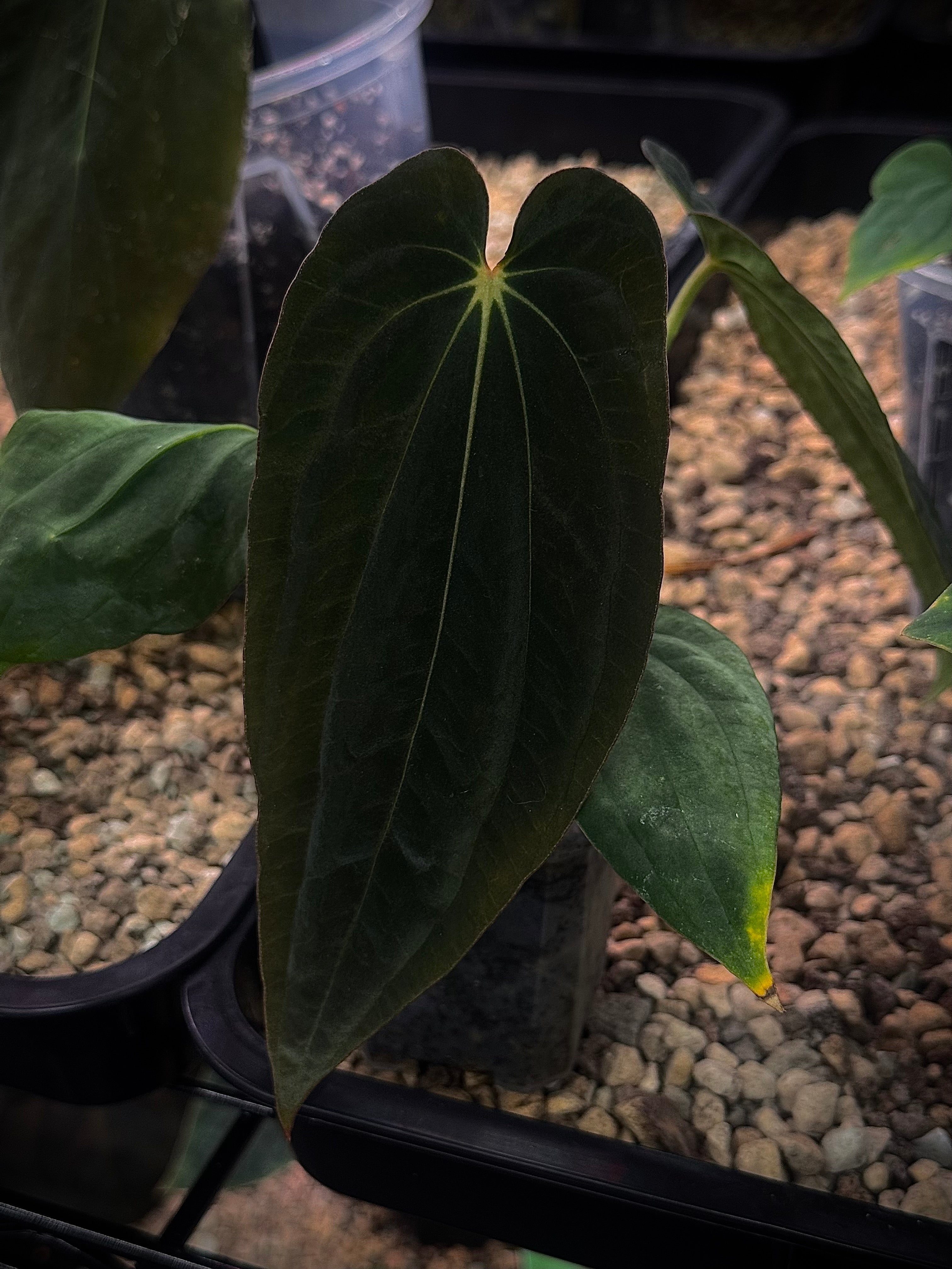NFS: Anthurium BVEP RA1 x ‘Dark Star’ (2)