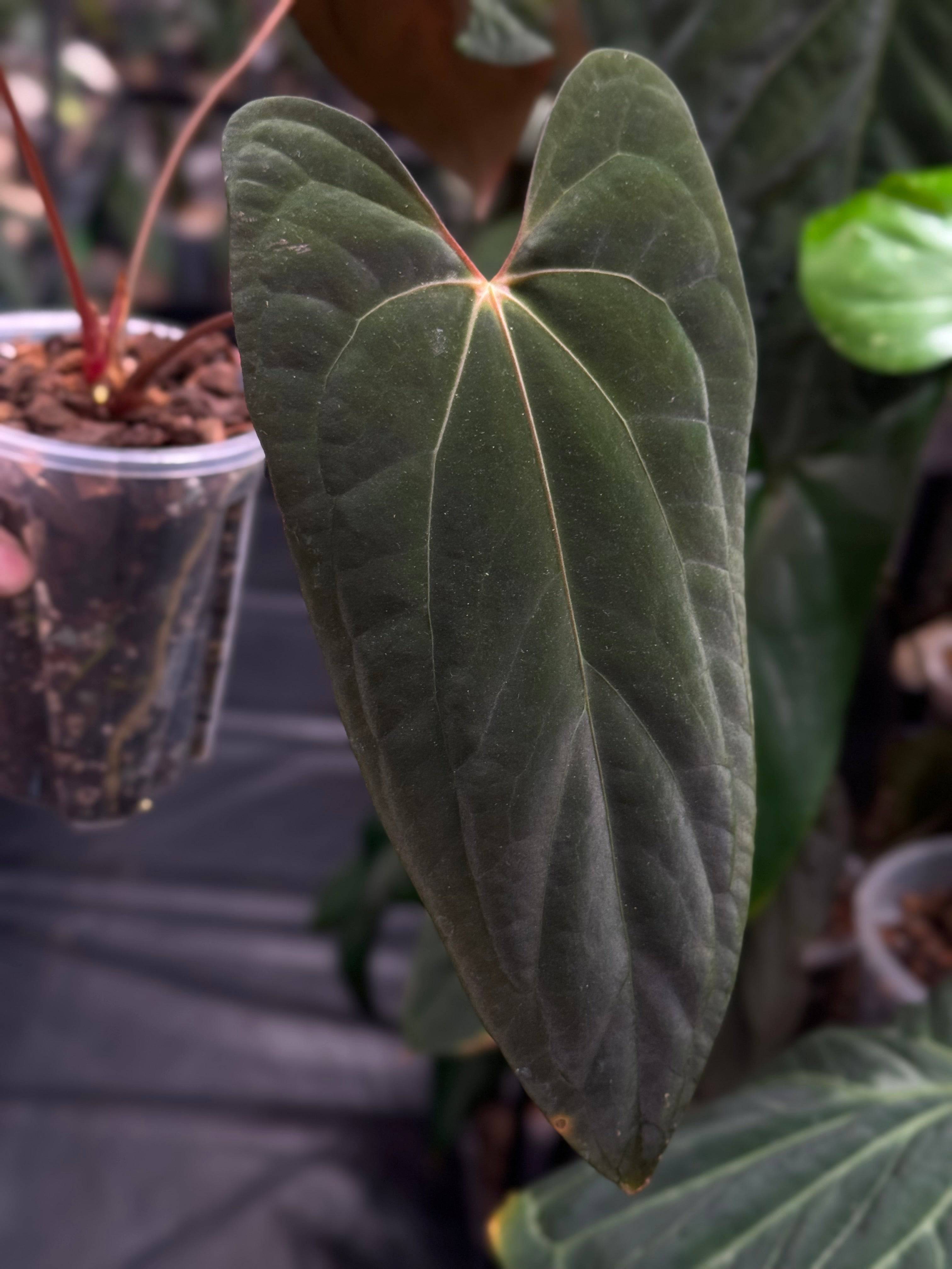 Anthurium Fort Sherman x Red Vein Dark Phoenix - SMUKHI
