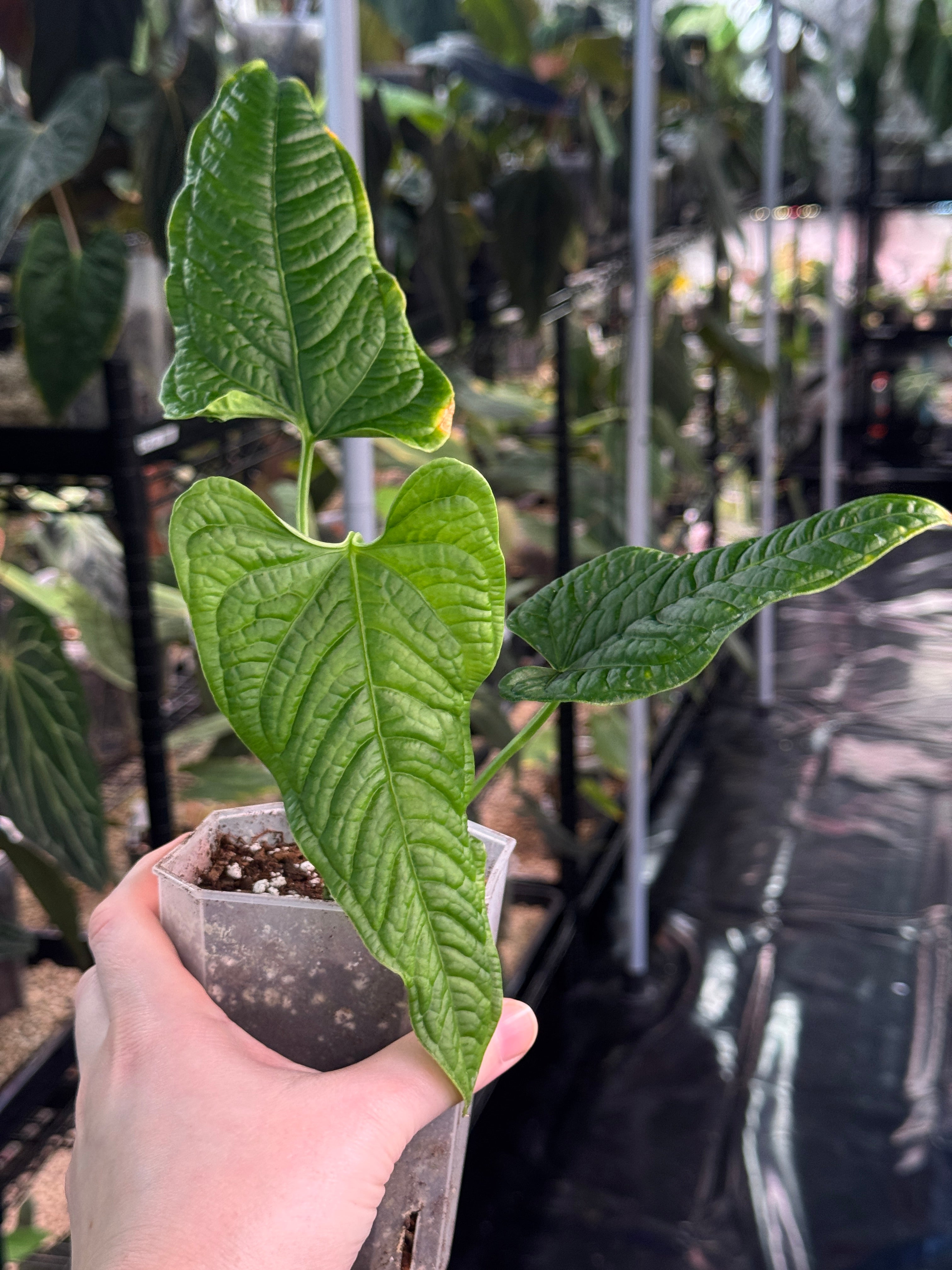 Anthurium Lapoanum S1 - SMUKHI