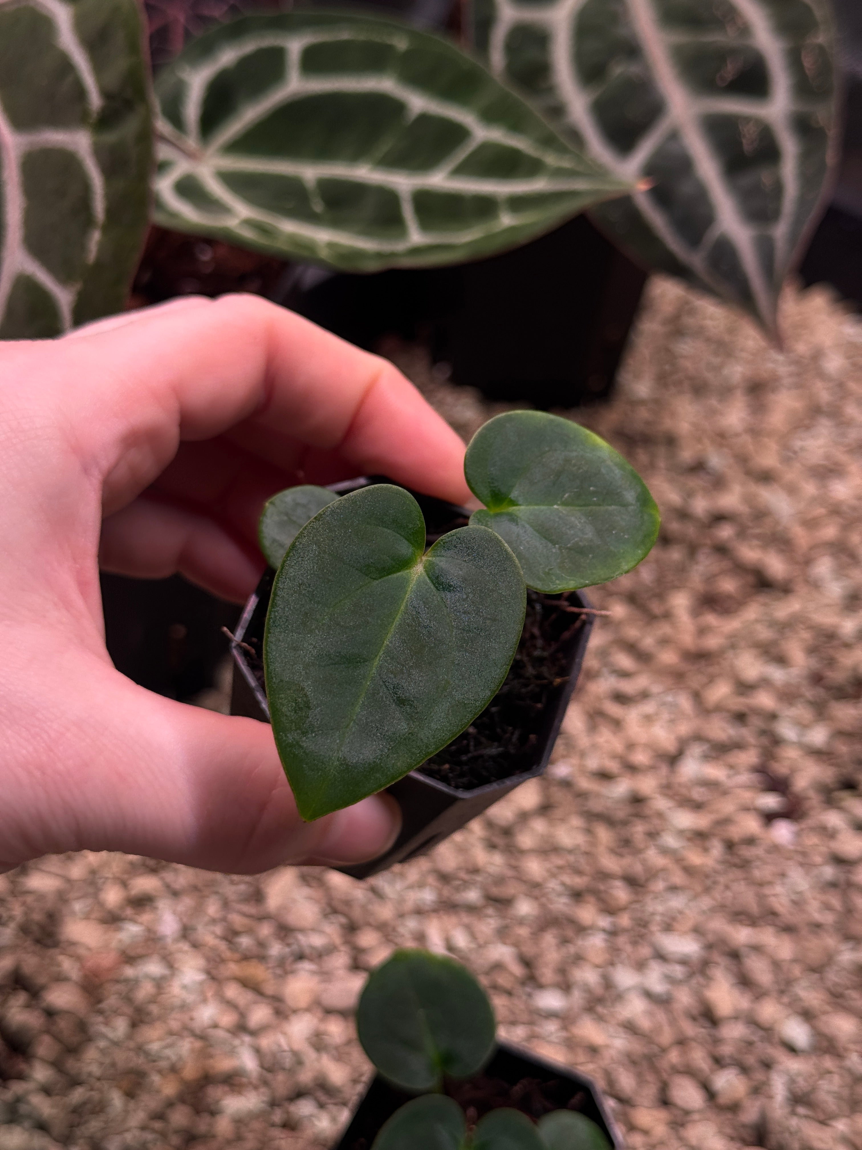 Anthurium Carlablackiae (RA5 x RA10) x (Dressleri RG F2 x Carlablackiae ‘Amanda’)