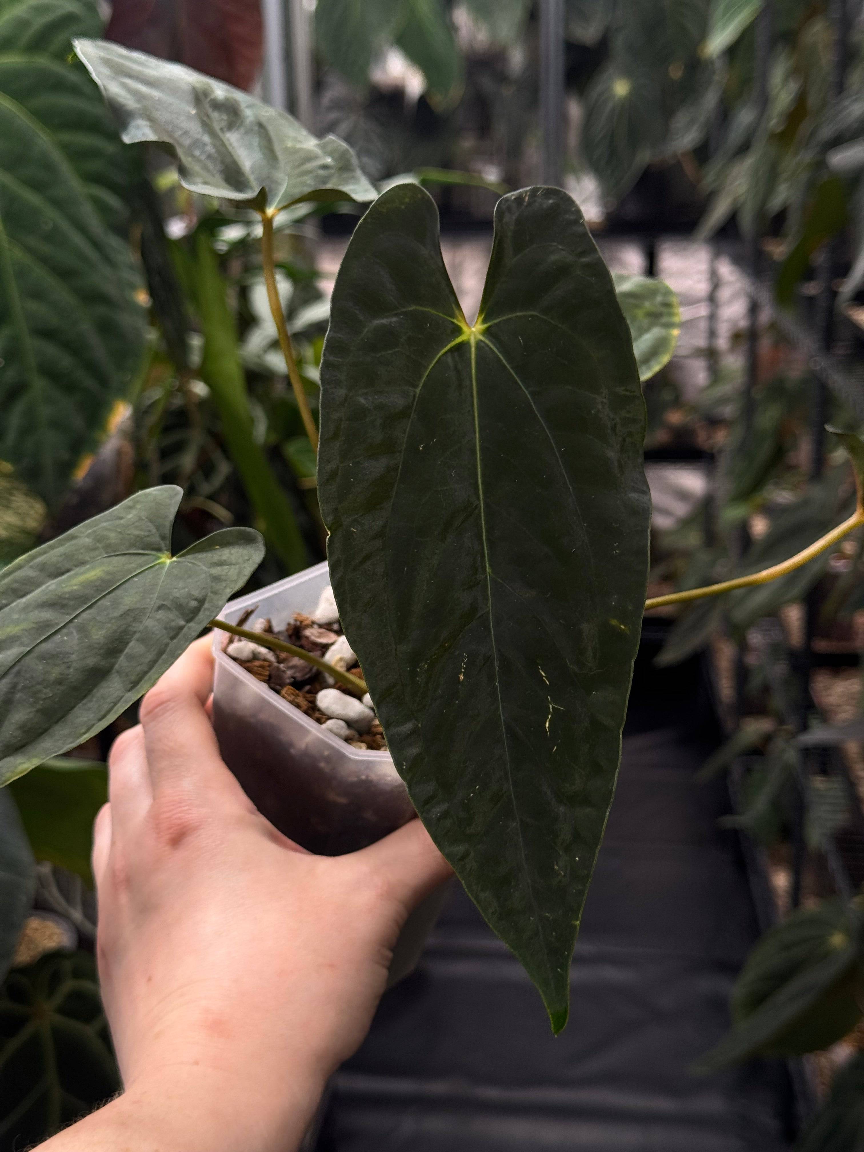 Anthurium (Ralph Lynam x Fort Sherman) (JV) x self - SMUKHI