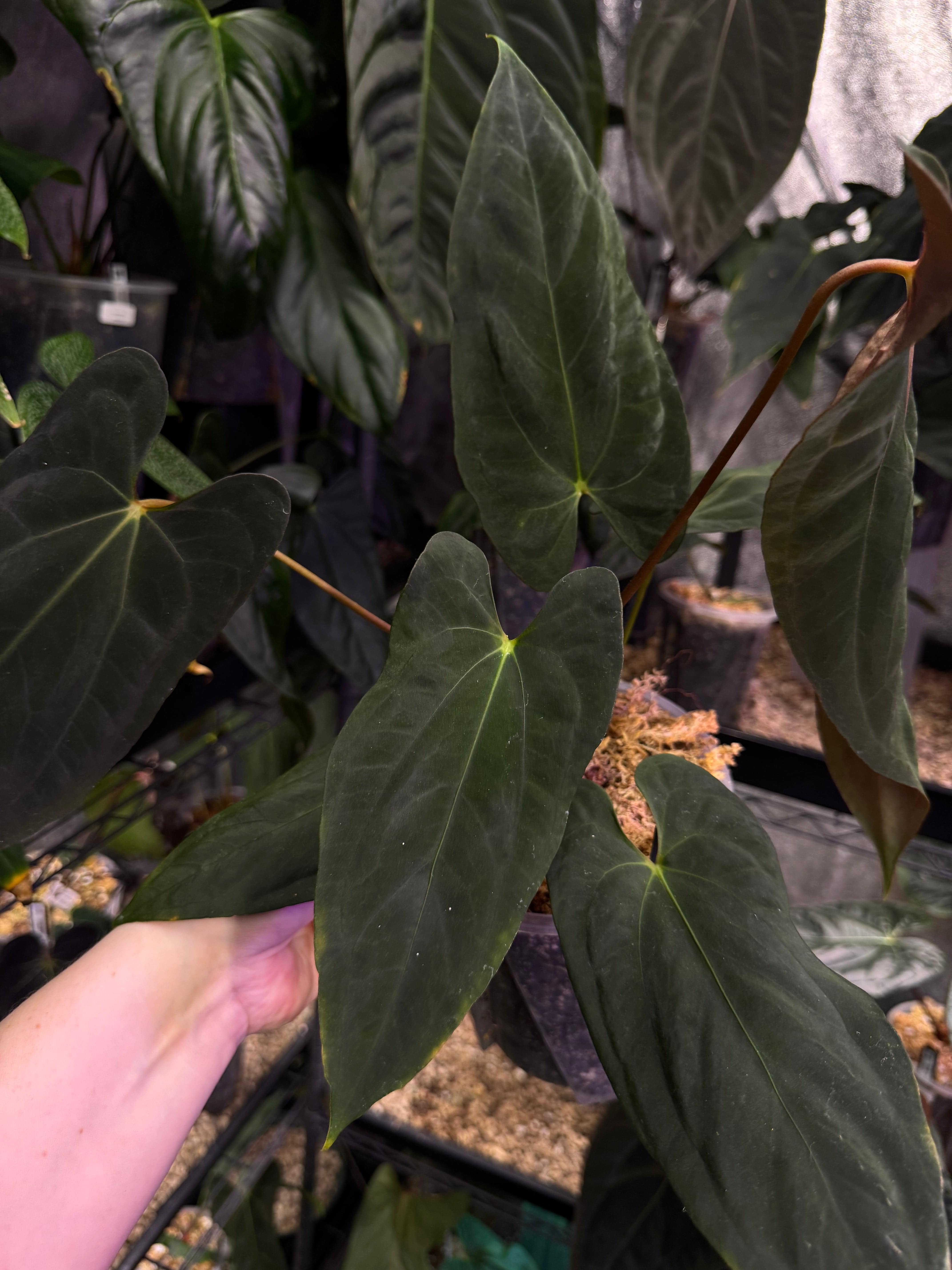 Anthurium Fort Sherman - Clone - SMUKHI