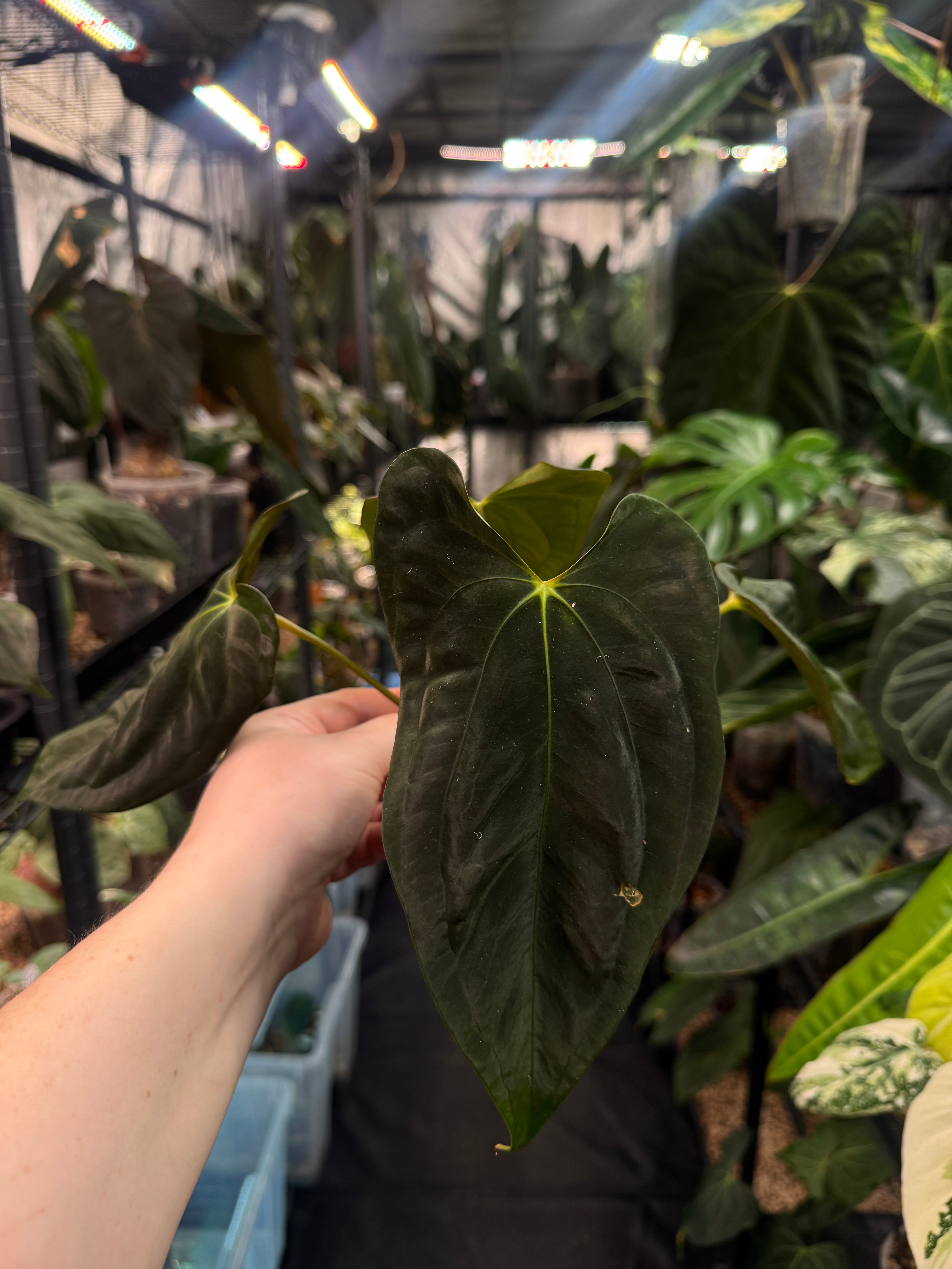 Anthurium FSxRL ‘Grim Reaper’ x Papillilaminum RA6 - Clone