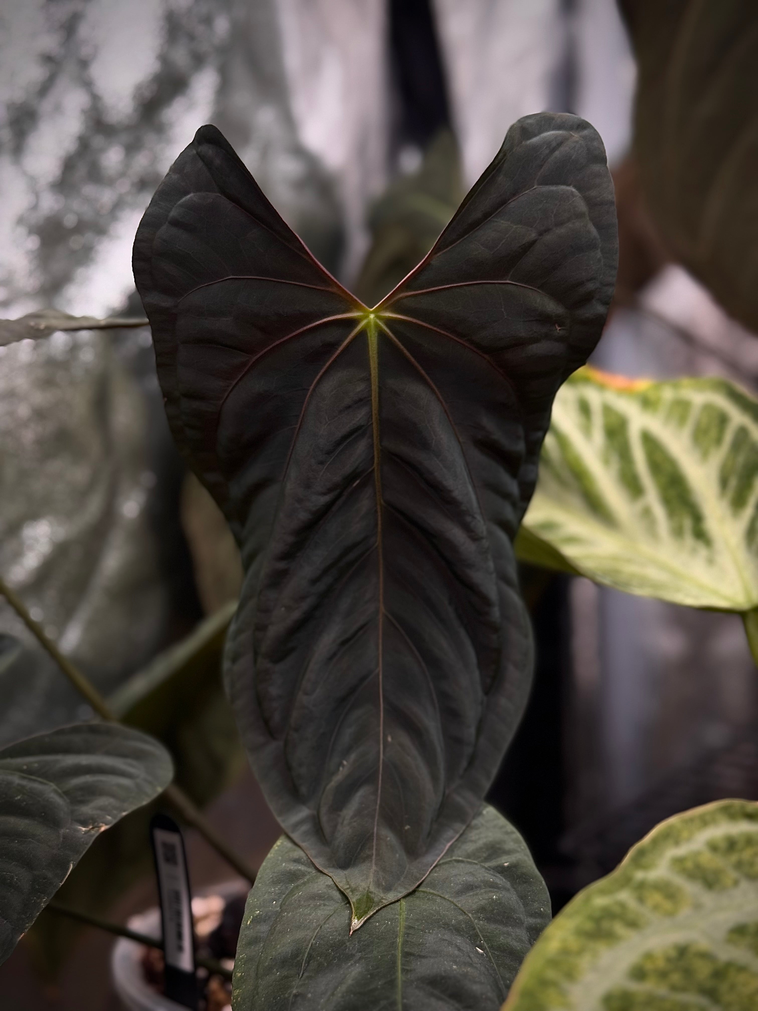 NFS: Anthurium Dark Phoenix x Fort Sherman