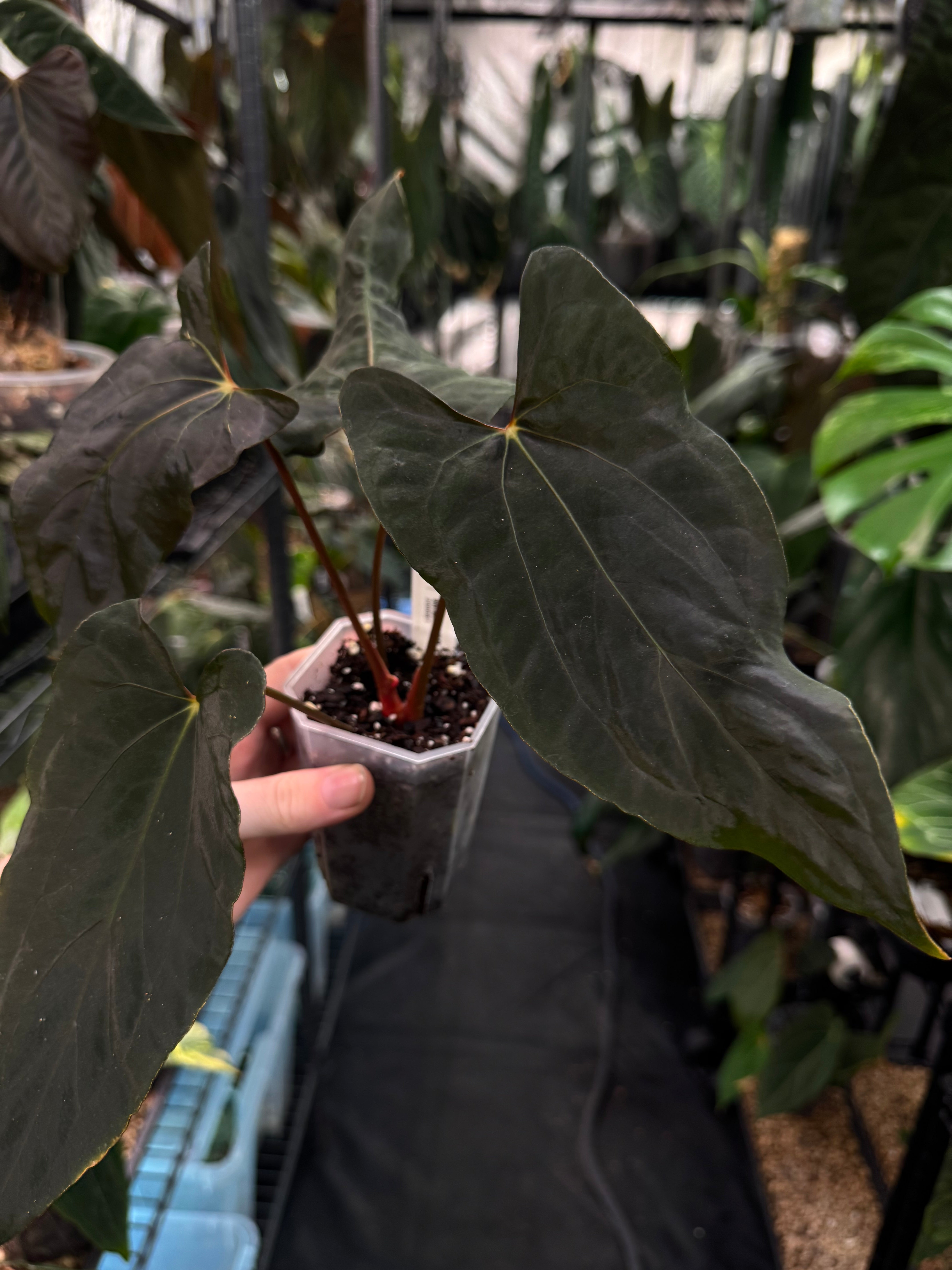 Anthurium Ralph Lynam x self