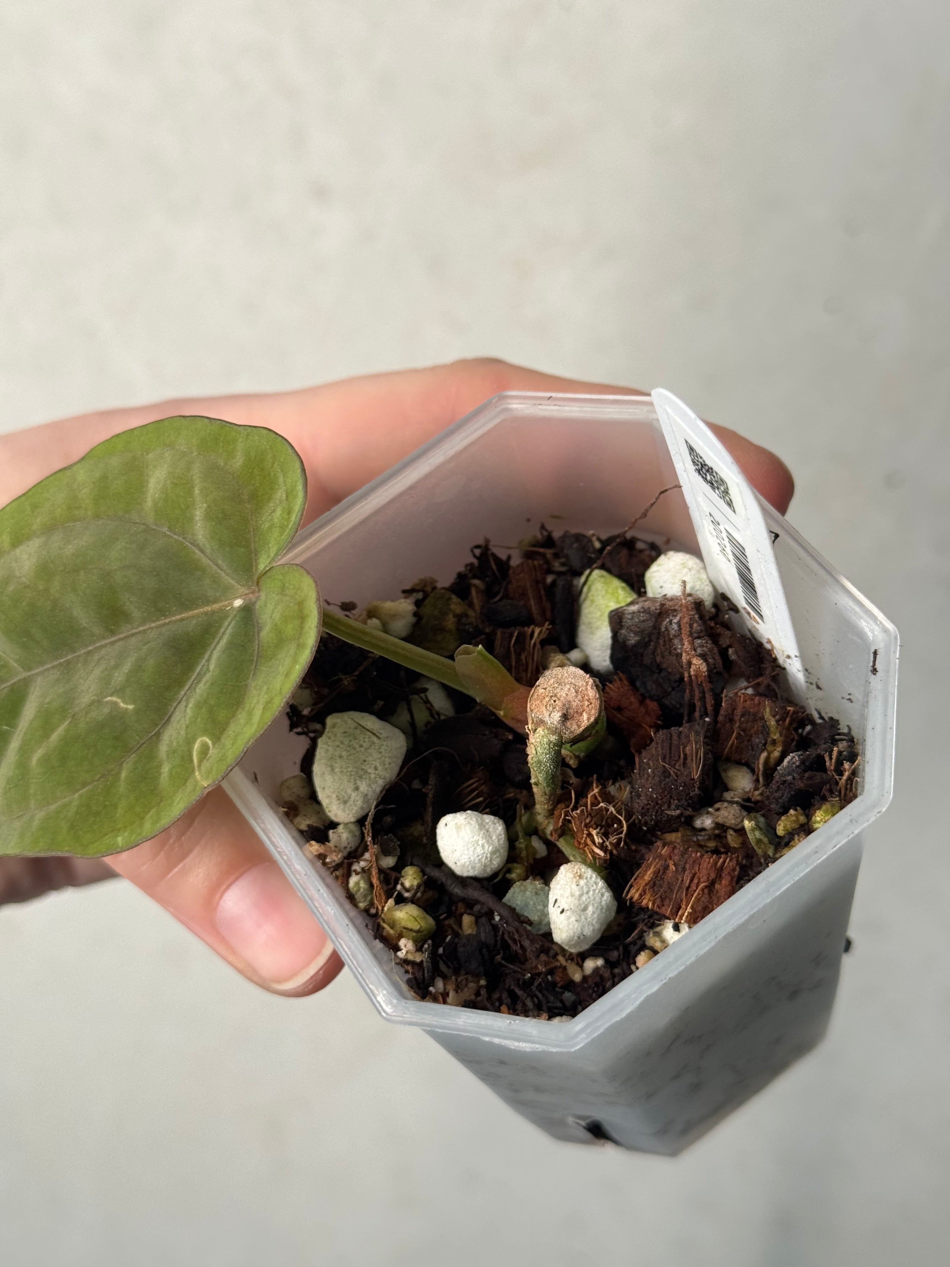 Anthurium Dressleri RG #2 x self - Clone - Pre-order