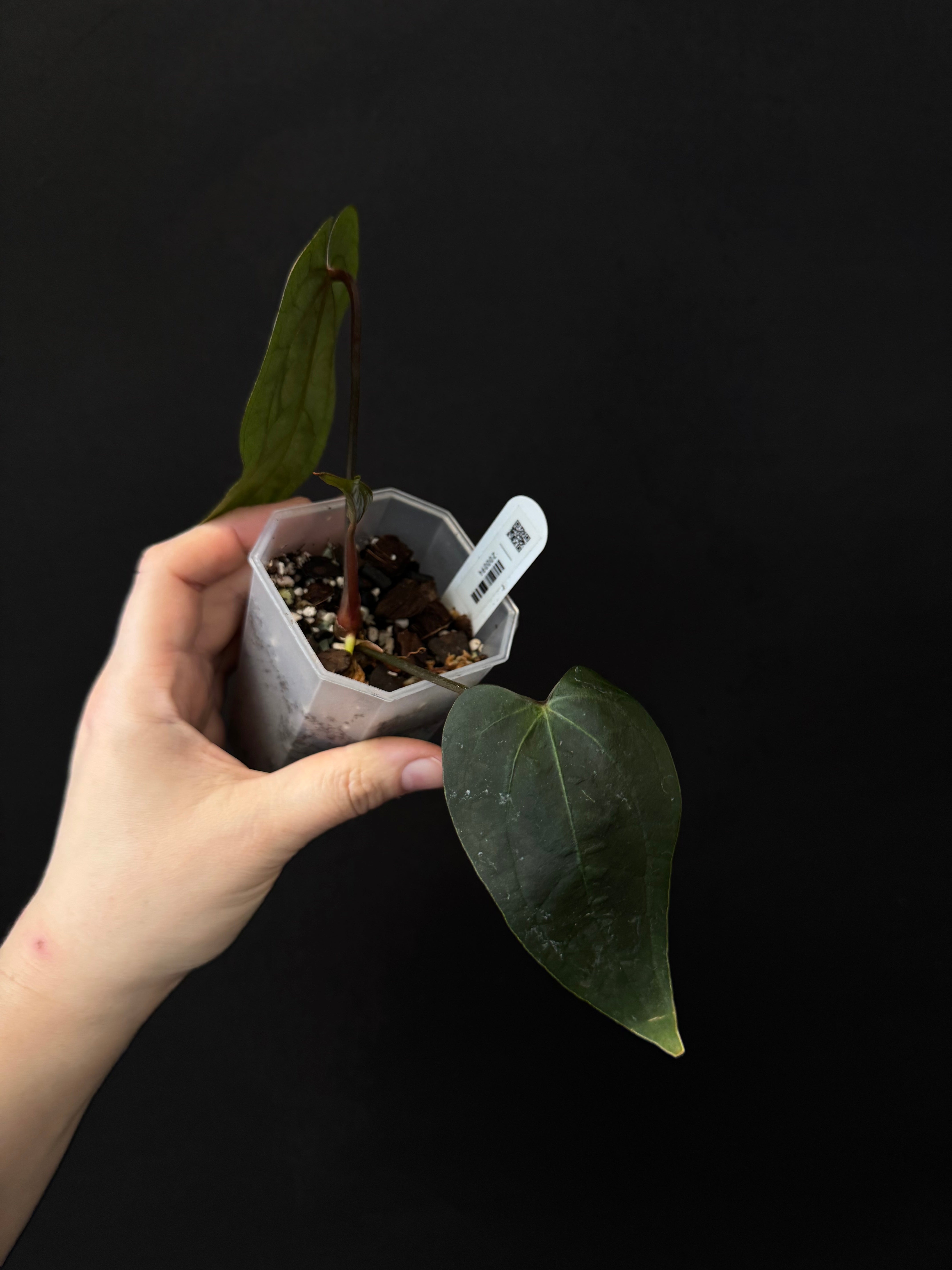 Anthurium Ace Of Spades Dark Form (SKG) F1