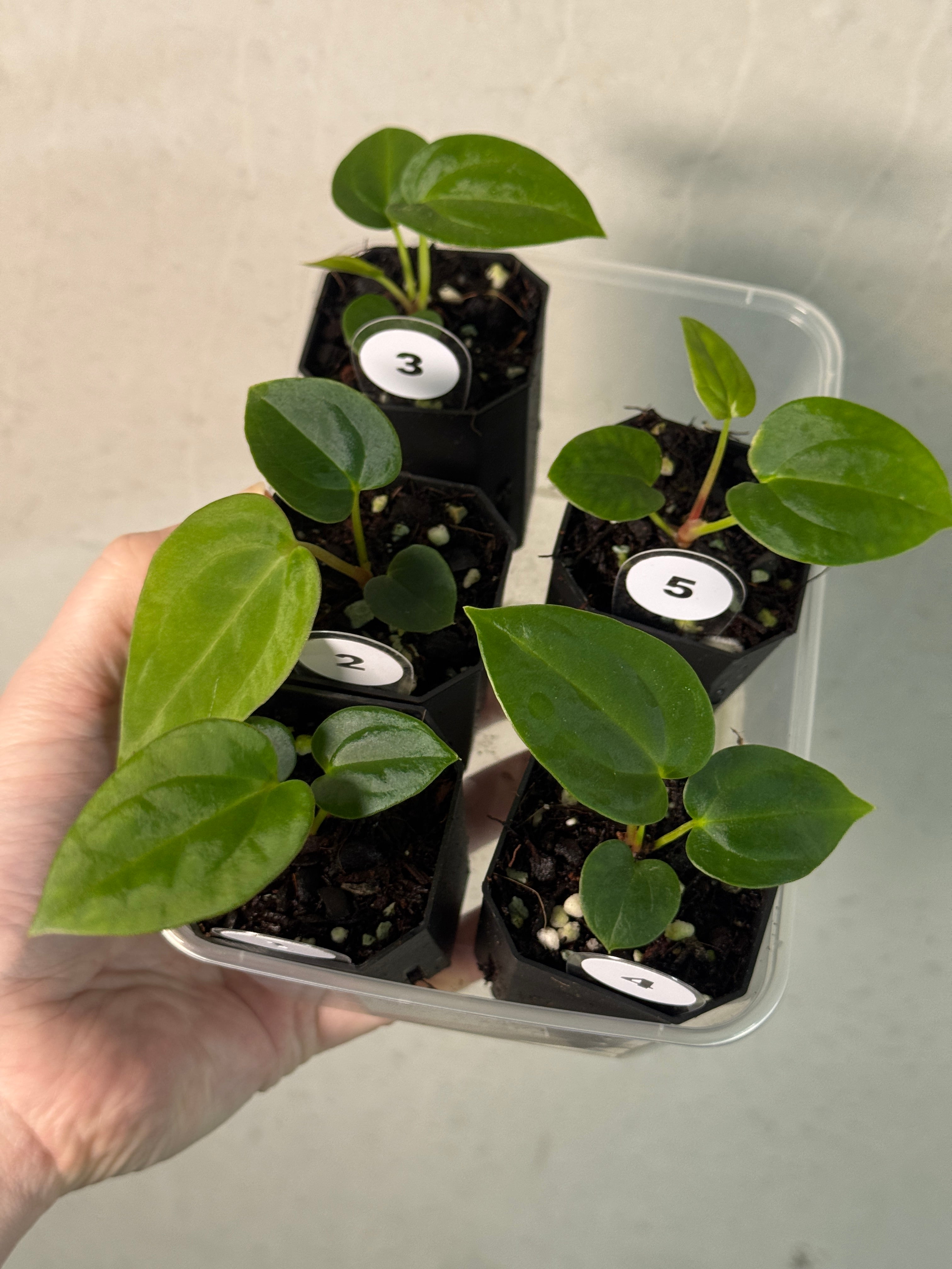 Anthurium Papillilaminum Ree Gardens x BVEP (‘Round’ x RA1) - SMUKHI