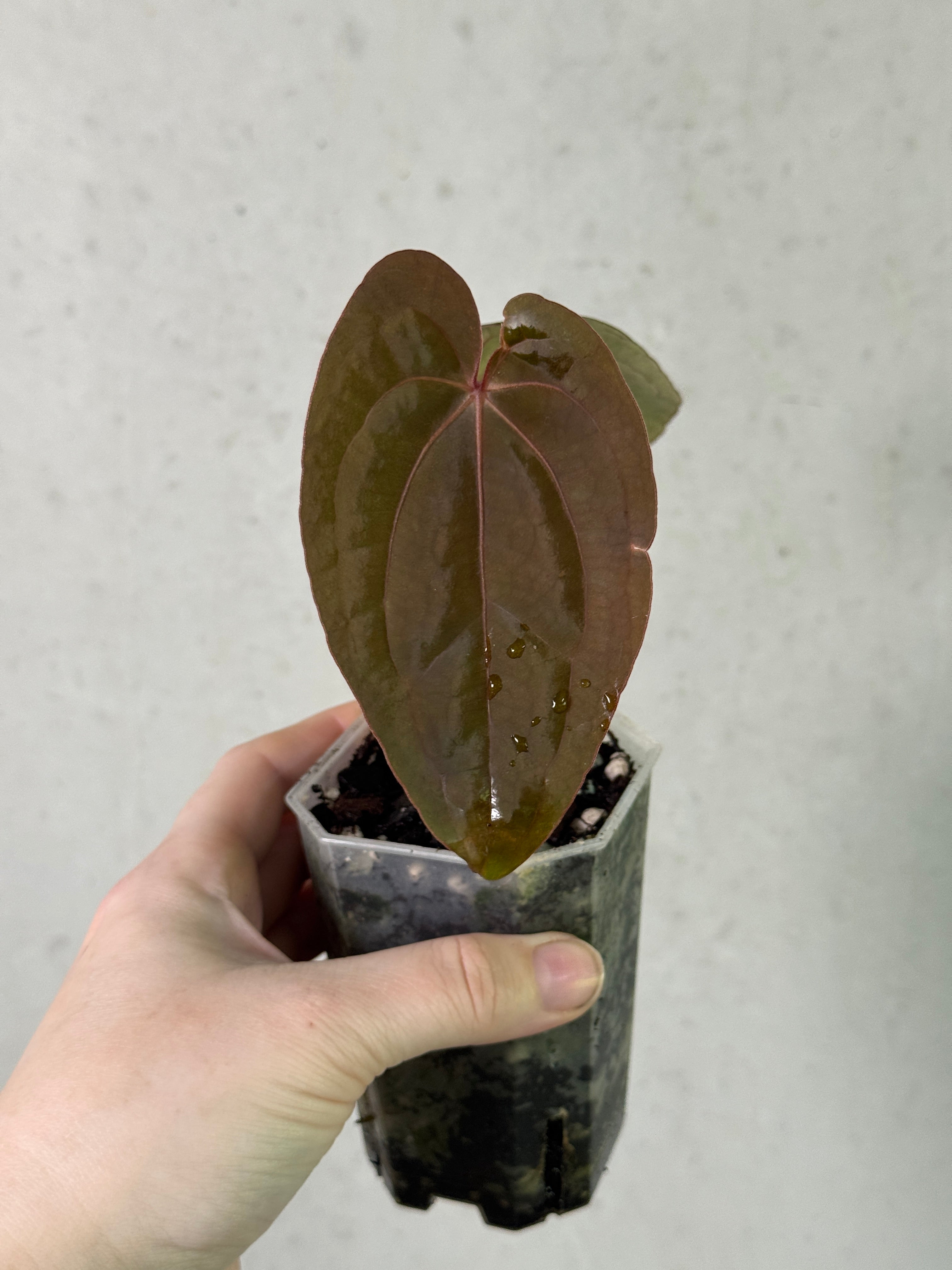 Anthurium RVDP ‘Selected’ clone plant by SMUKHI with glossy green leaves and vibrant red spathes in a pot.