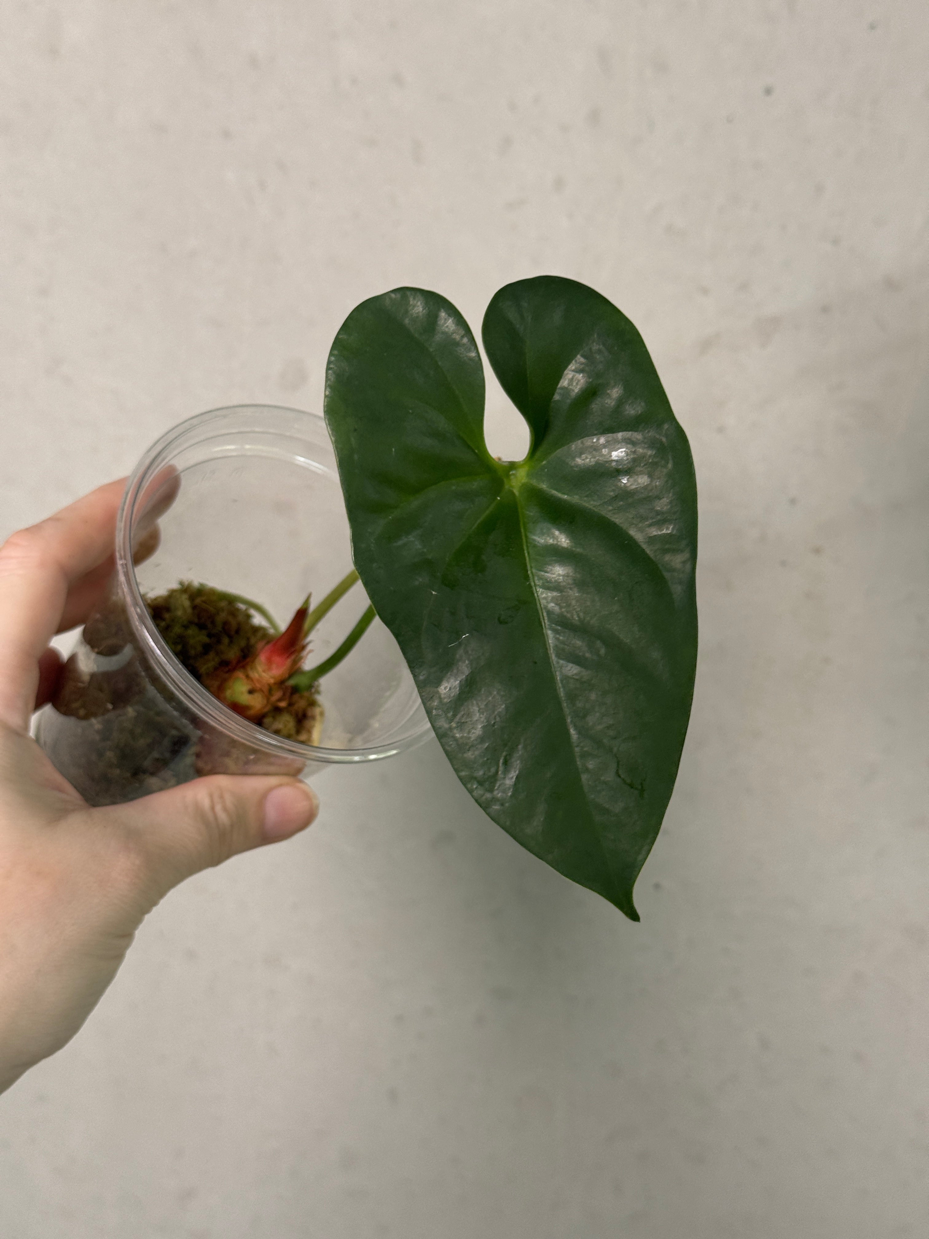 SMUKHI Anthurium plant in a pot, showcasing vibrant glossy leaves and red flowers, valued grade indoor houseplant.