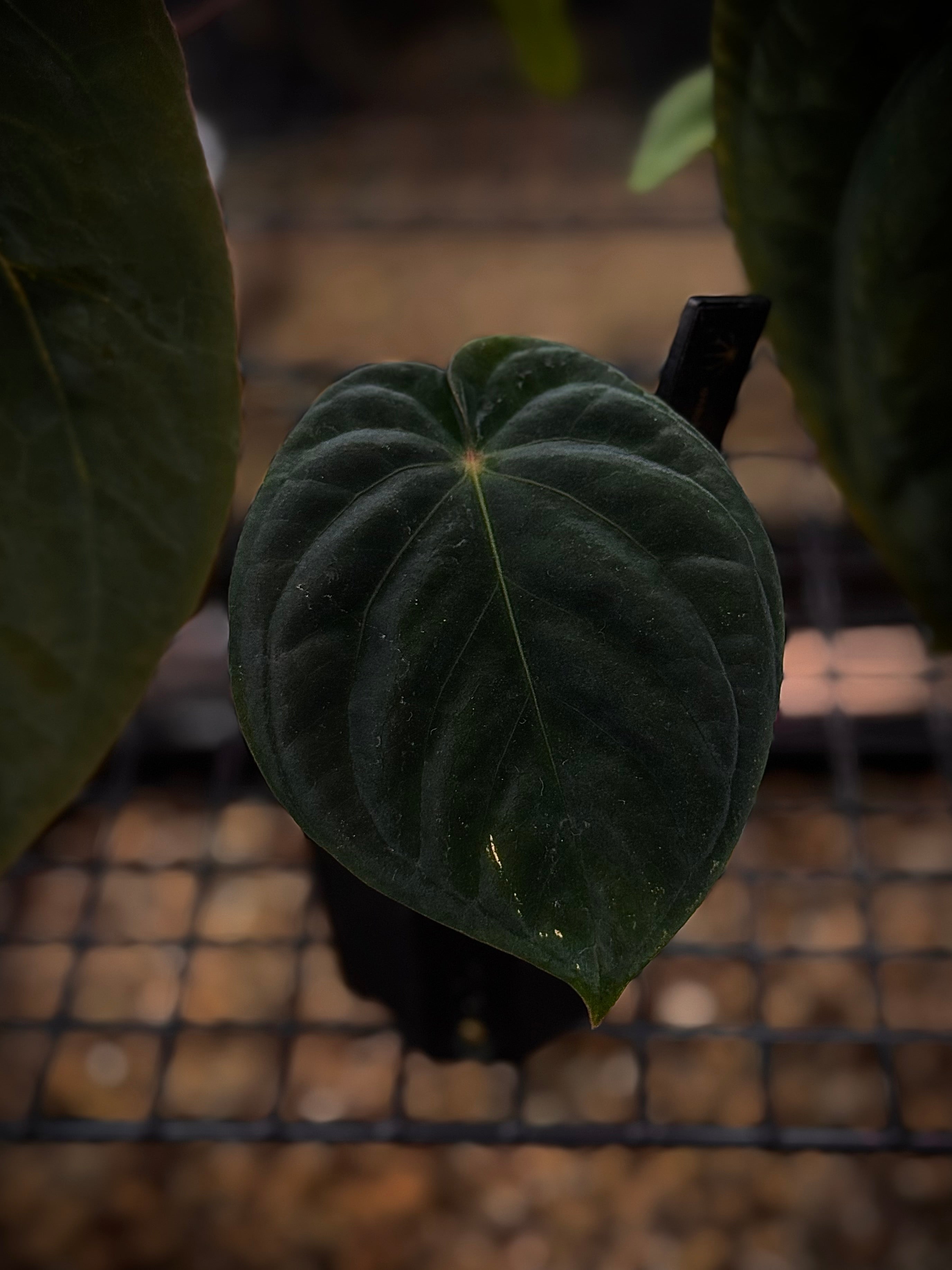 NFS: Anthurium BVEP 'RF2' x 'RF1' - SMUKHI