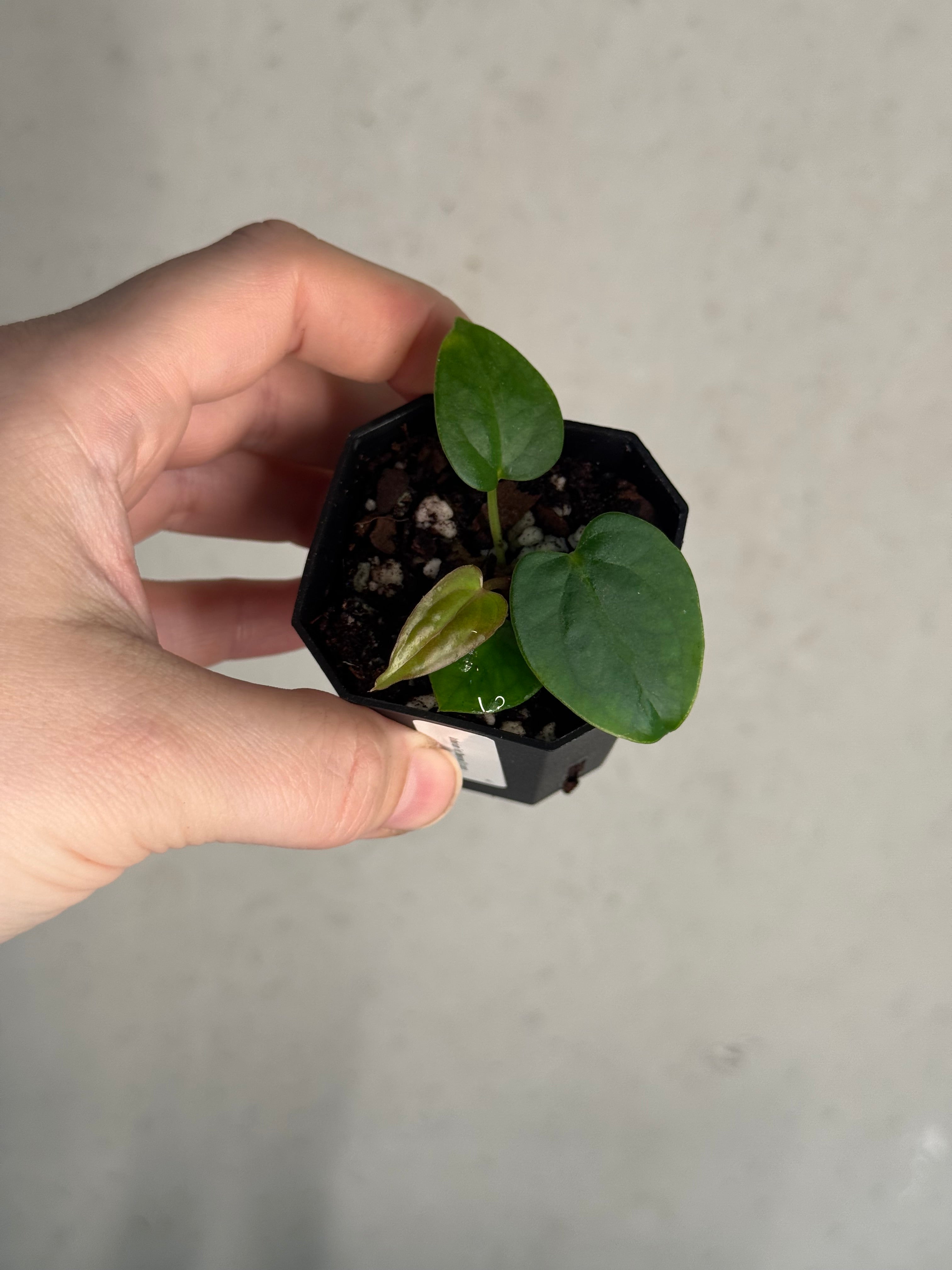 Anthurium Fort Sherman S1 x open