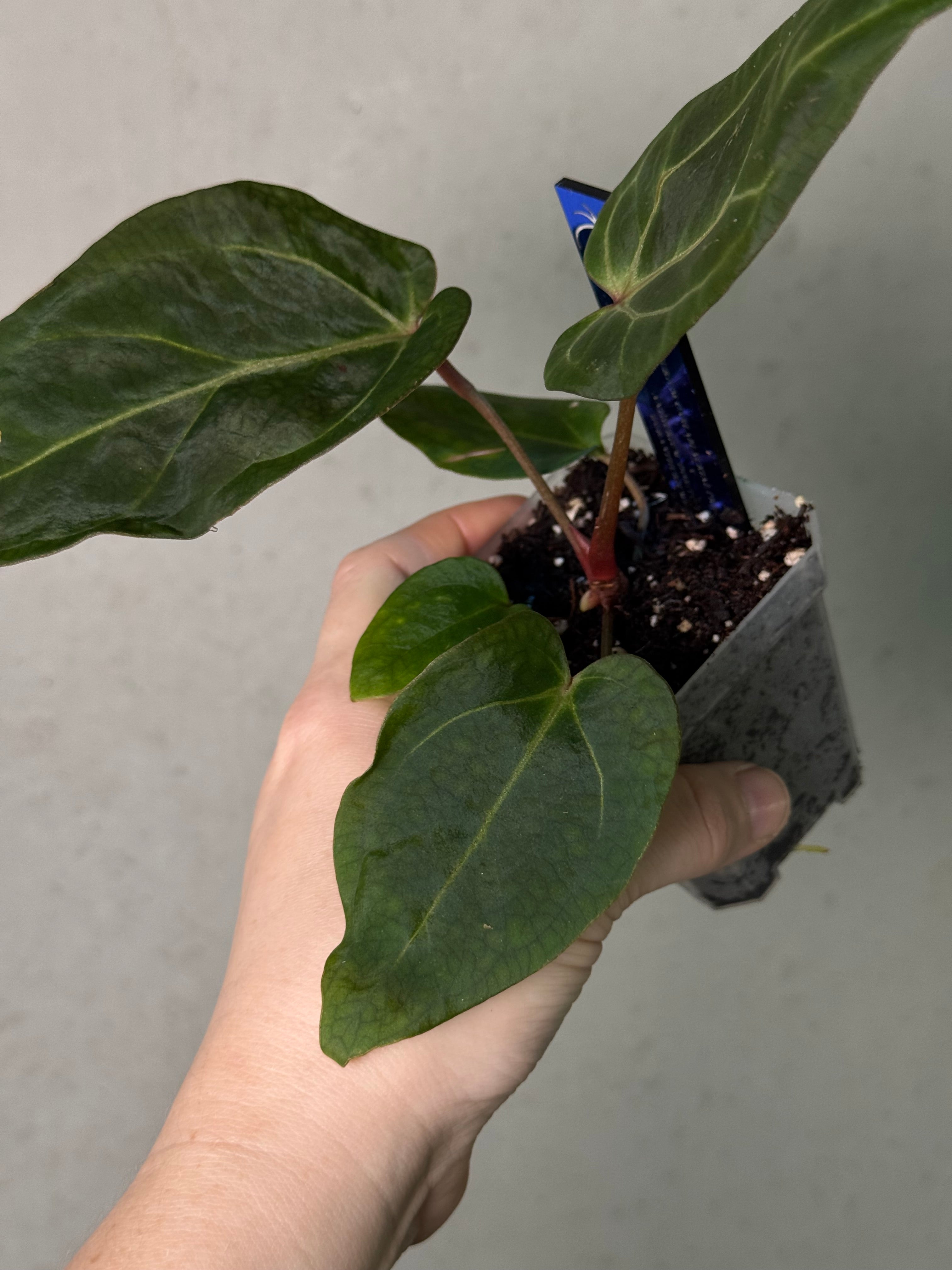 Anthurium Carlablackiae ('Round' x GPH-001) x Portillae 'Dorito'
