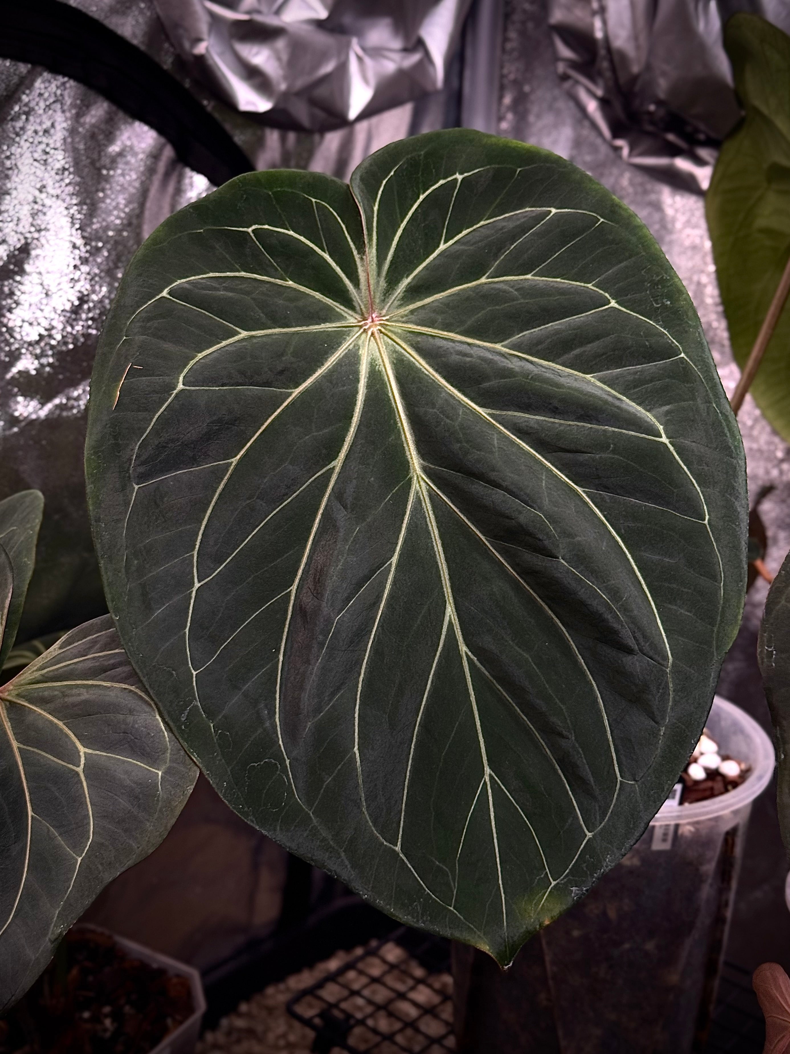 NFS: Anthurium HU 'Round' #2 - SMUKHI