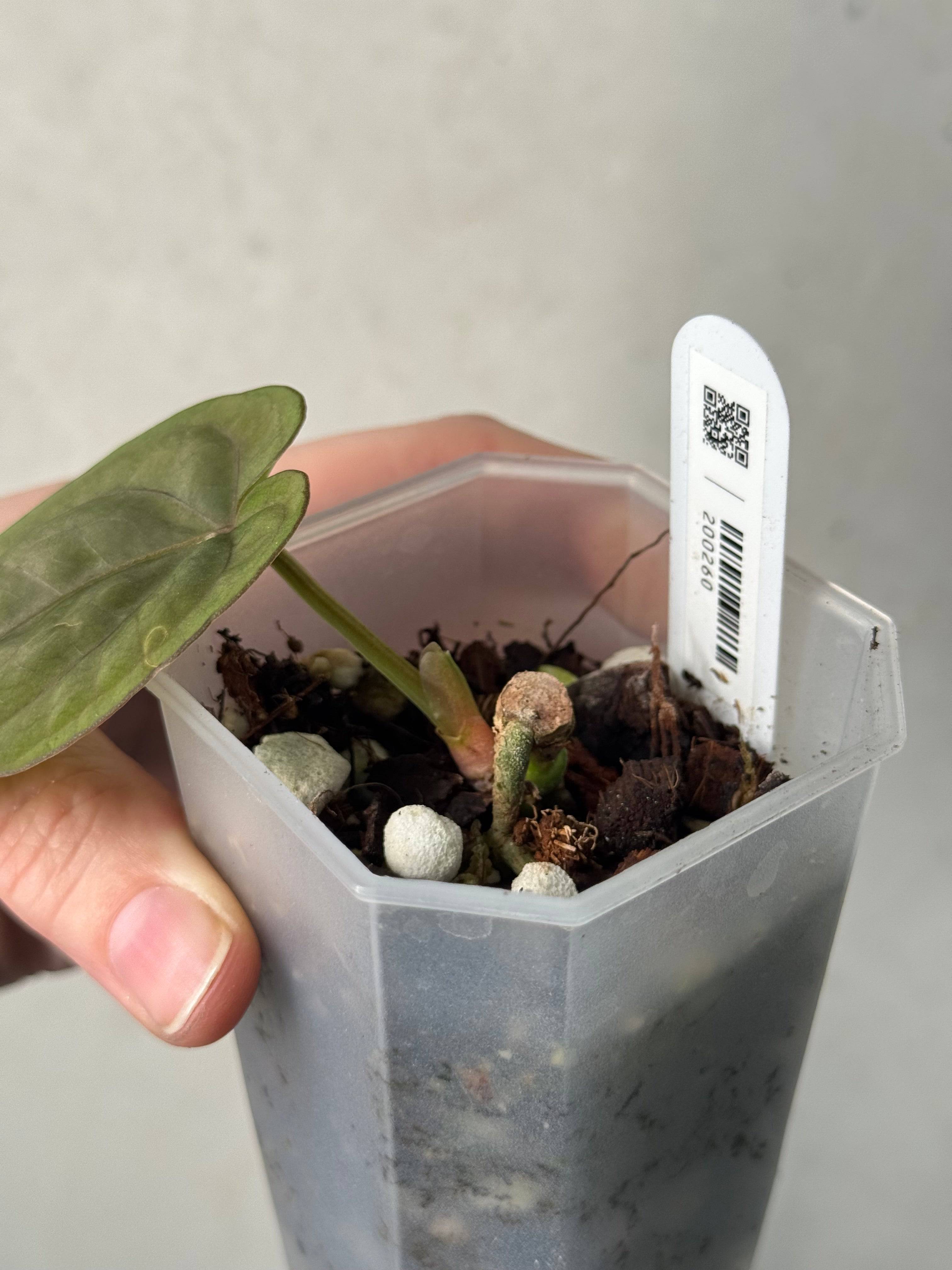 Anthurium Dressleri RG #2 x self - Clone - SMUKHI
