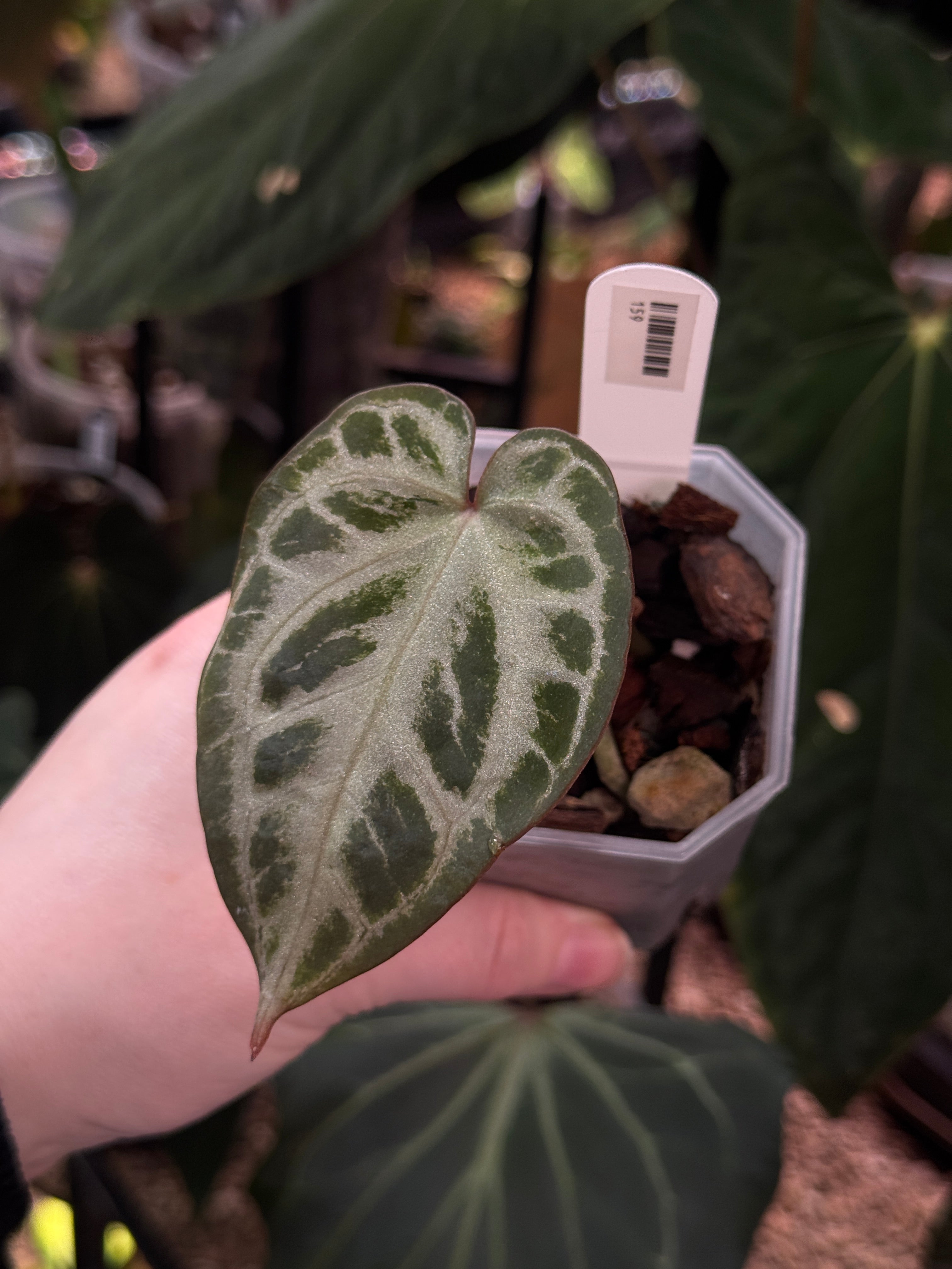 Anthurium Red Crystal Blush '2' x '1' - Clone - SMUKHI