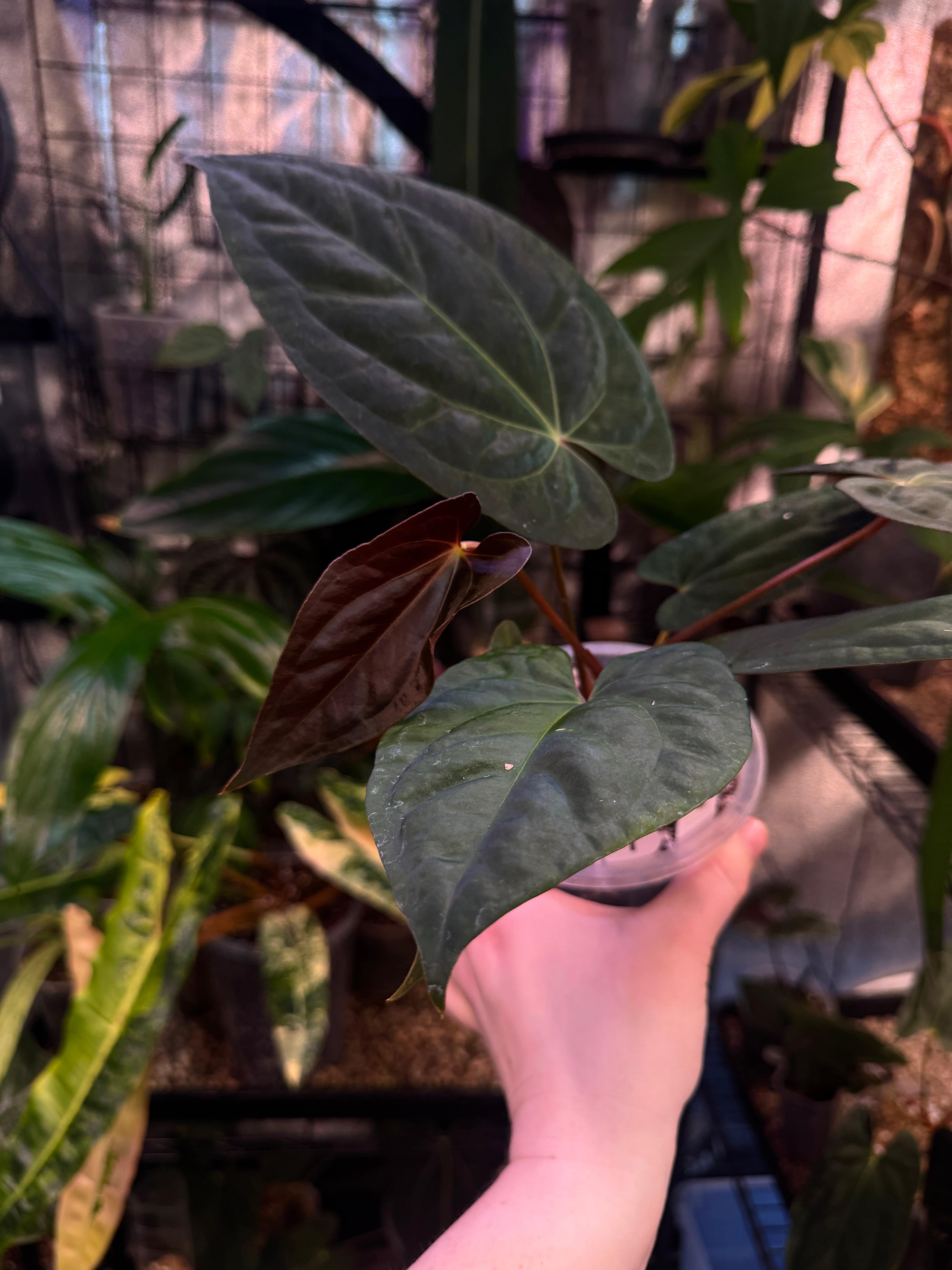 NFS: Anthurium Papillilaminum XOne - SMUKHI