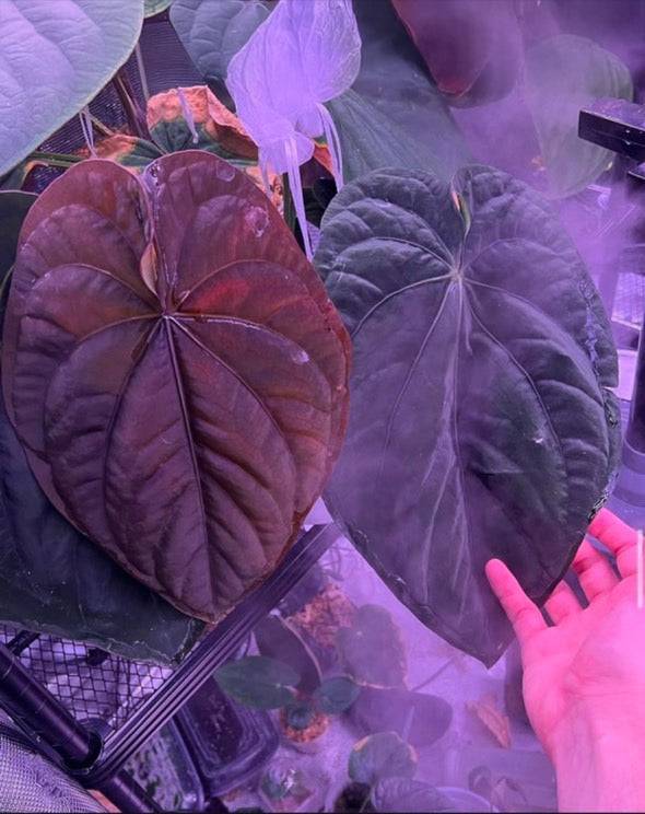 Anthurium Dressleri RG F2 ‘Dark Clone’ x Carlablackiae GPH-001 - SMUKHI