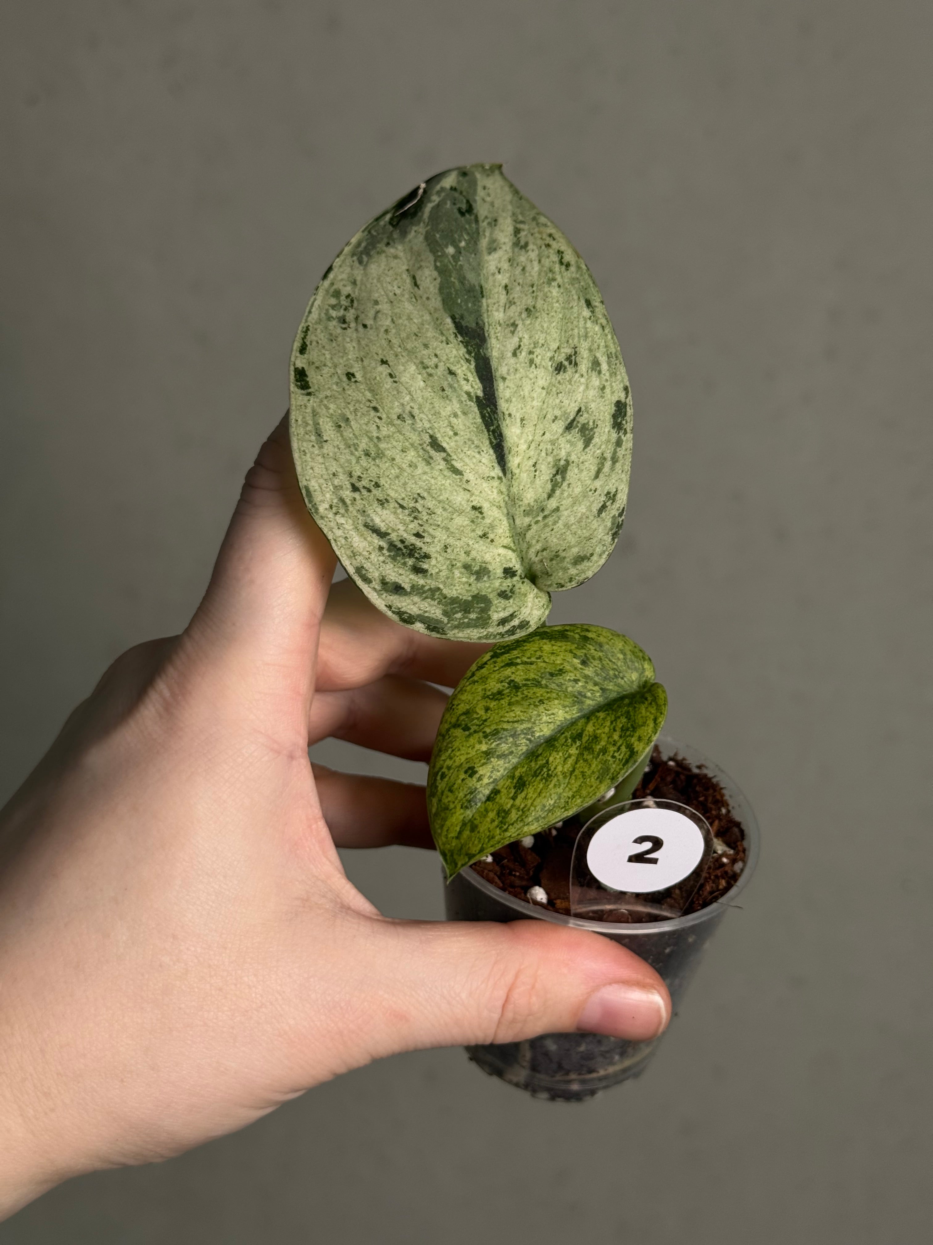 Scindapsus - Mix - SMUKHI