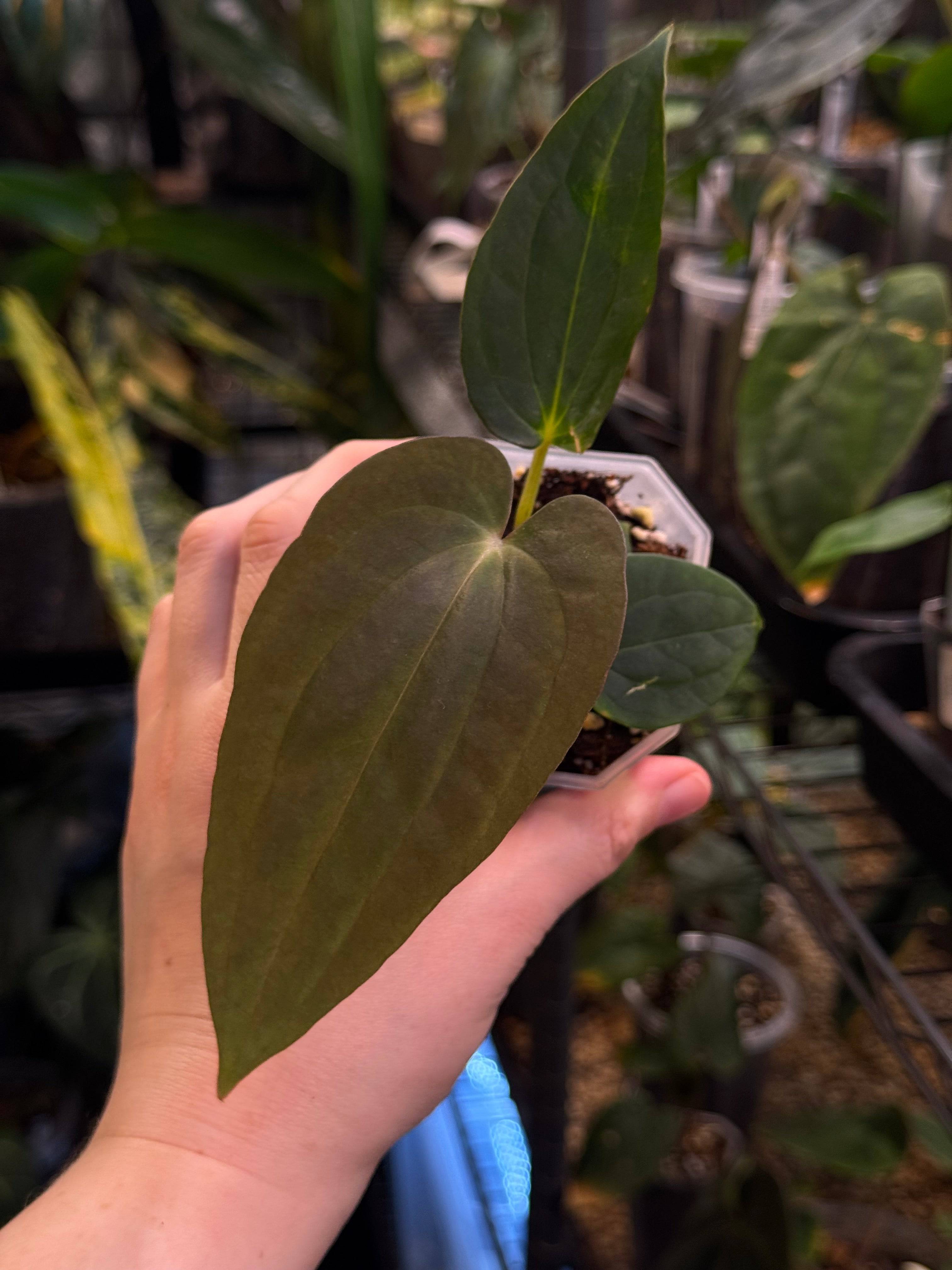 NFS: Anthurium BVEP 'Blackened Tuna' x RA1 - SMUKHI