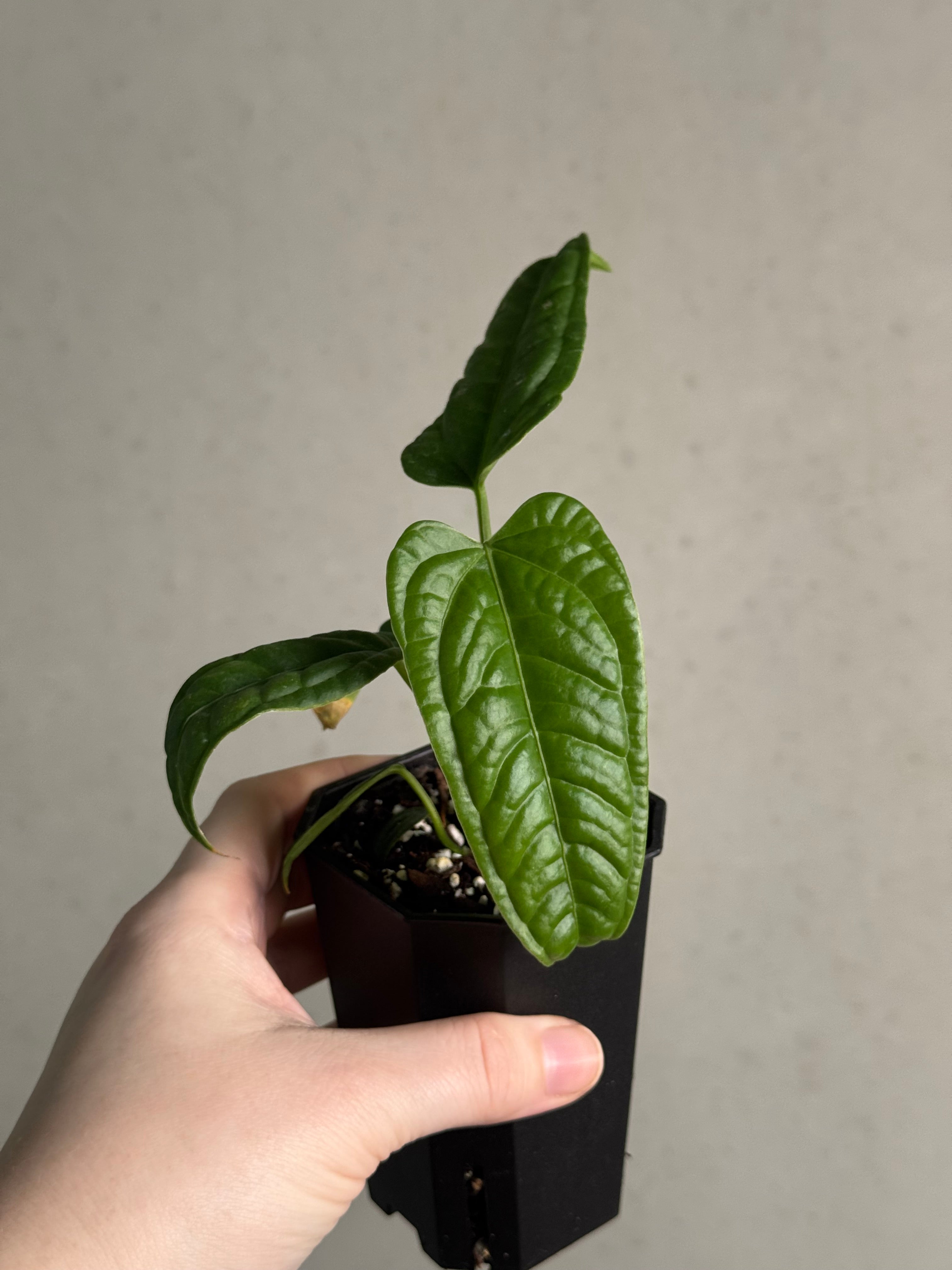 Anthurium Lappoanum S1