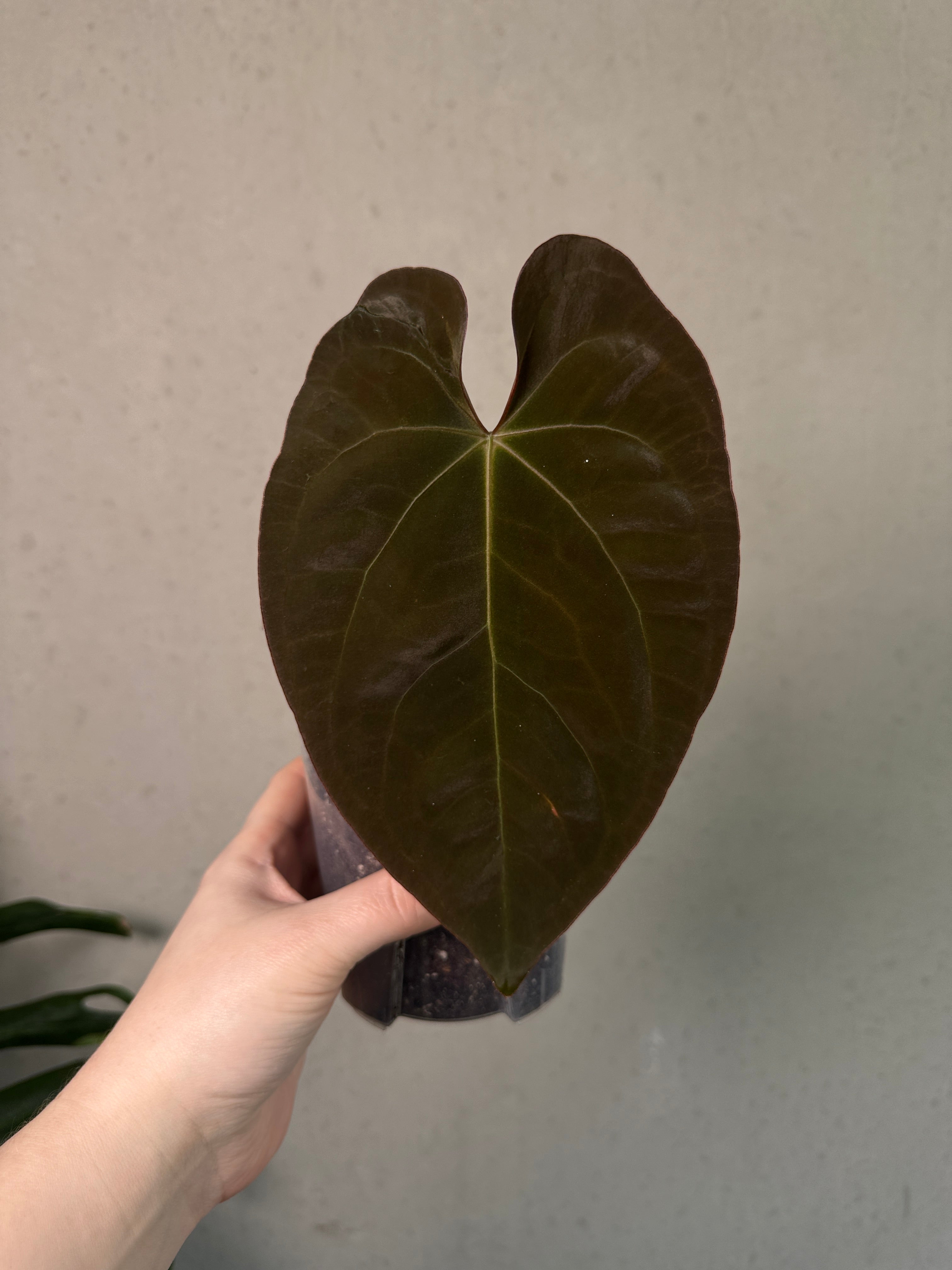 Anthurium Goliath x self