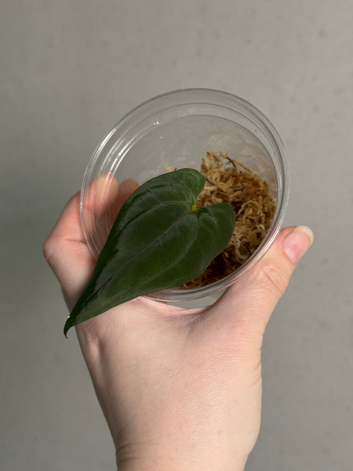 Anthurium papillilaminum X Goliath plant by Kartel Daun with glossy green leaves and prominent veins, indoor plant for decoration.