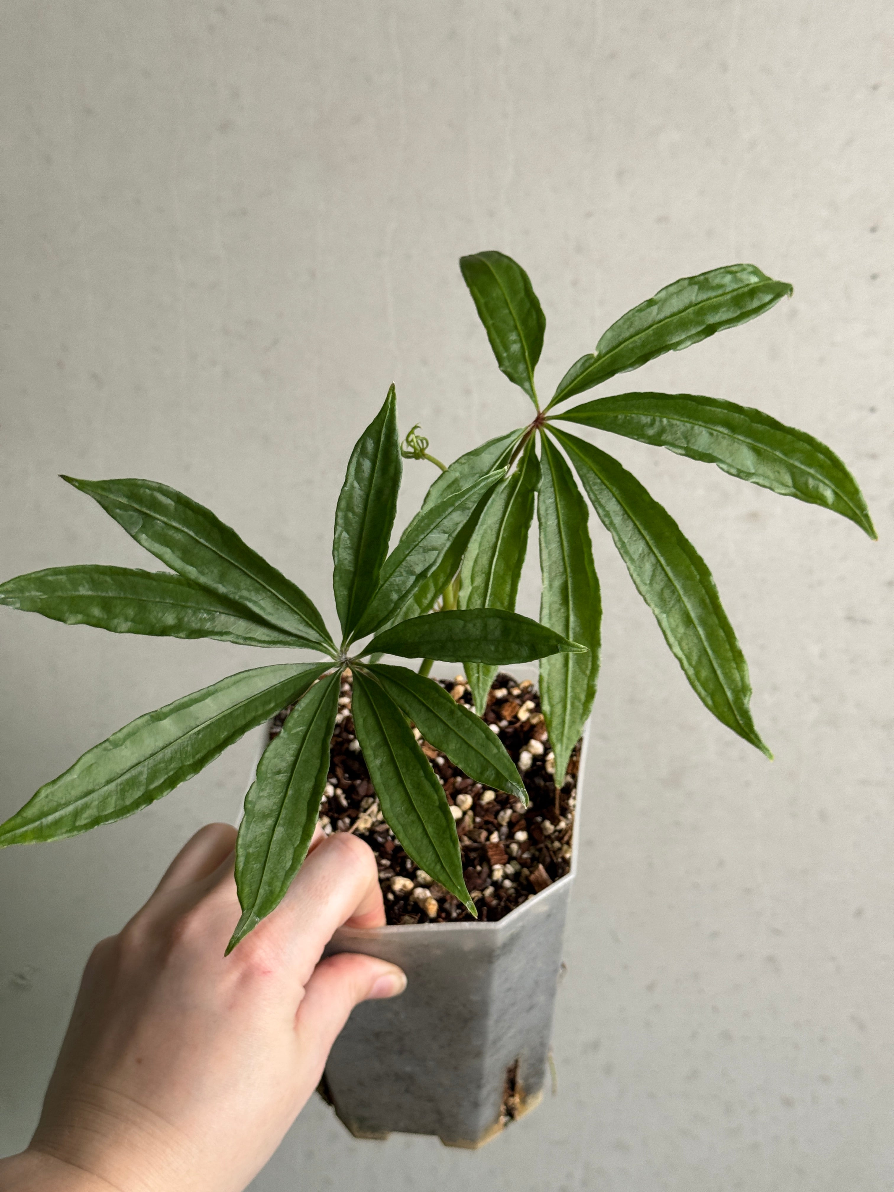 Anthurium Polyschistum plant with lush green leaves and distinctive heart-shaped foliage, displayed in a natural setting.