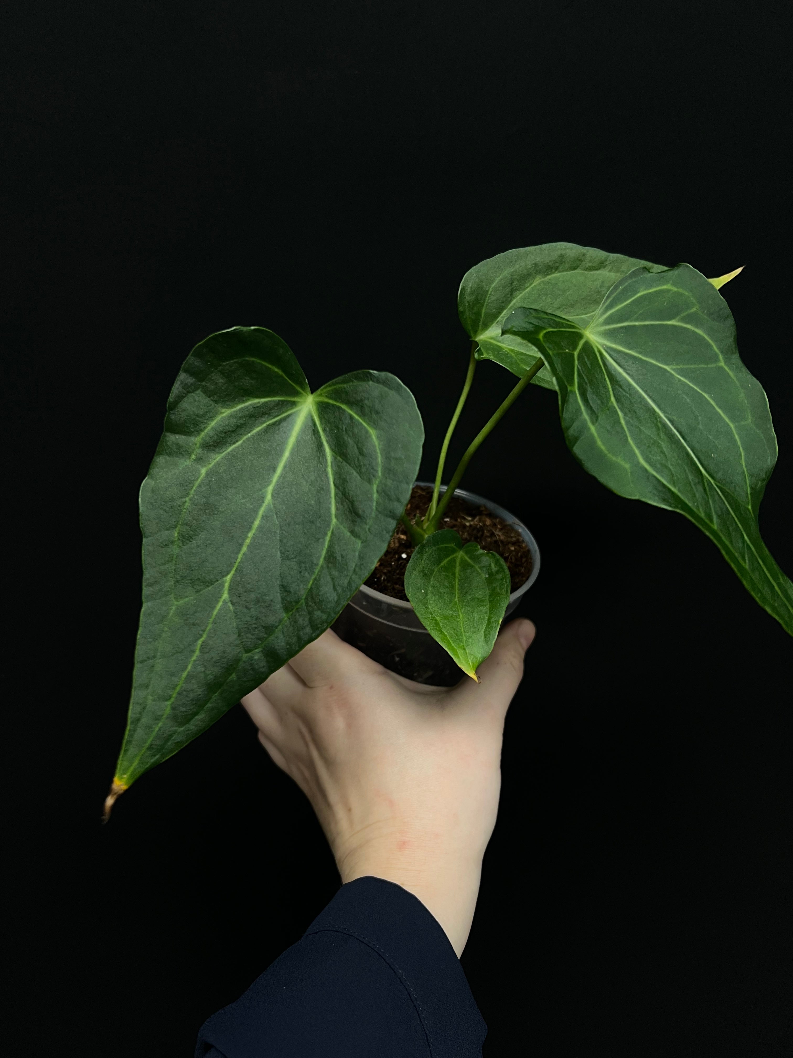 Anthurium ‘Delta Force’ (Clarinervium x Pedatoradiatum)