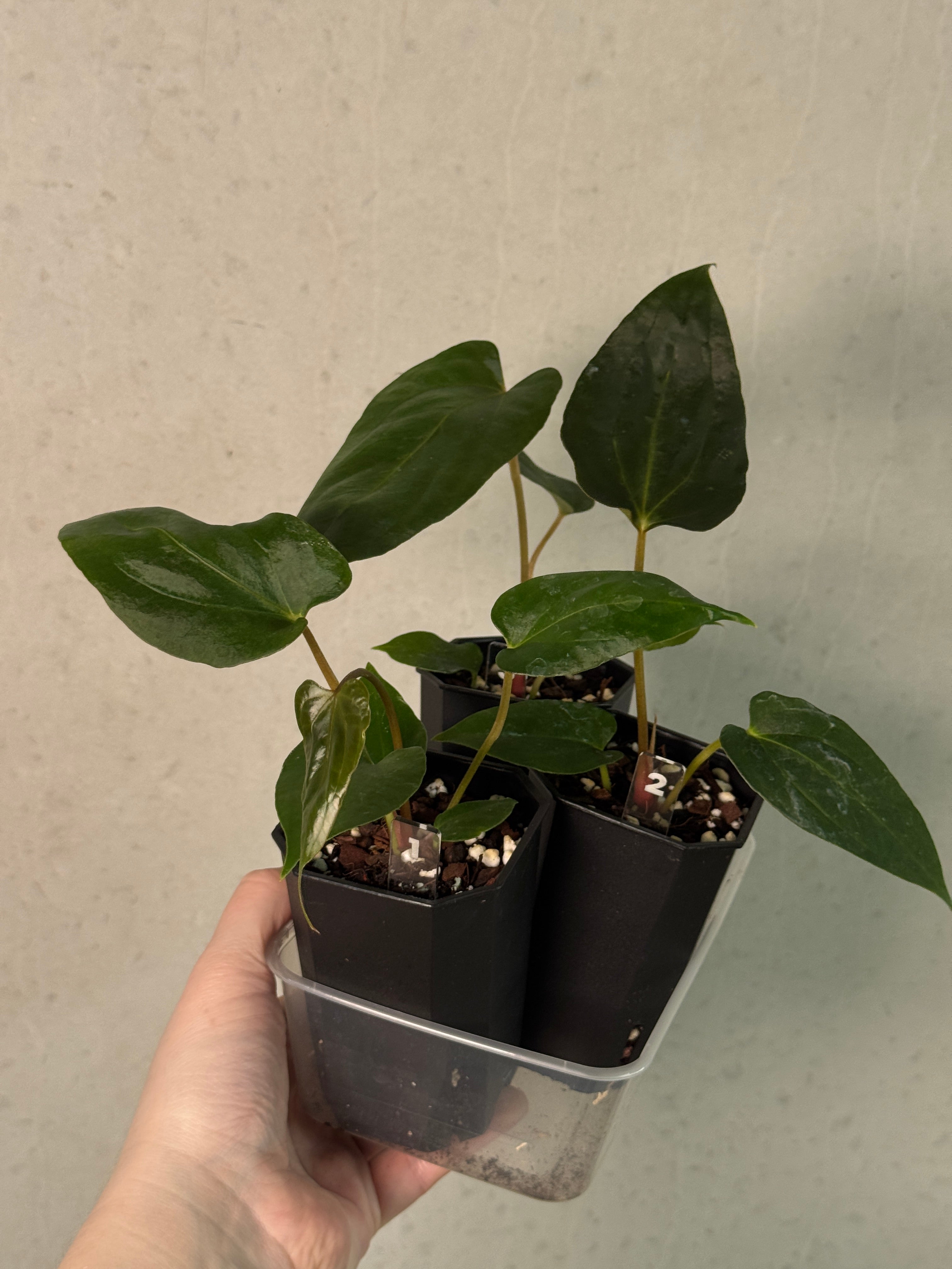 Anthurium Fort Sherman S1 x (Ralph Lynam x Fort Sherman)