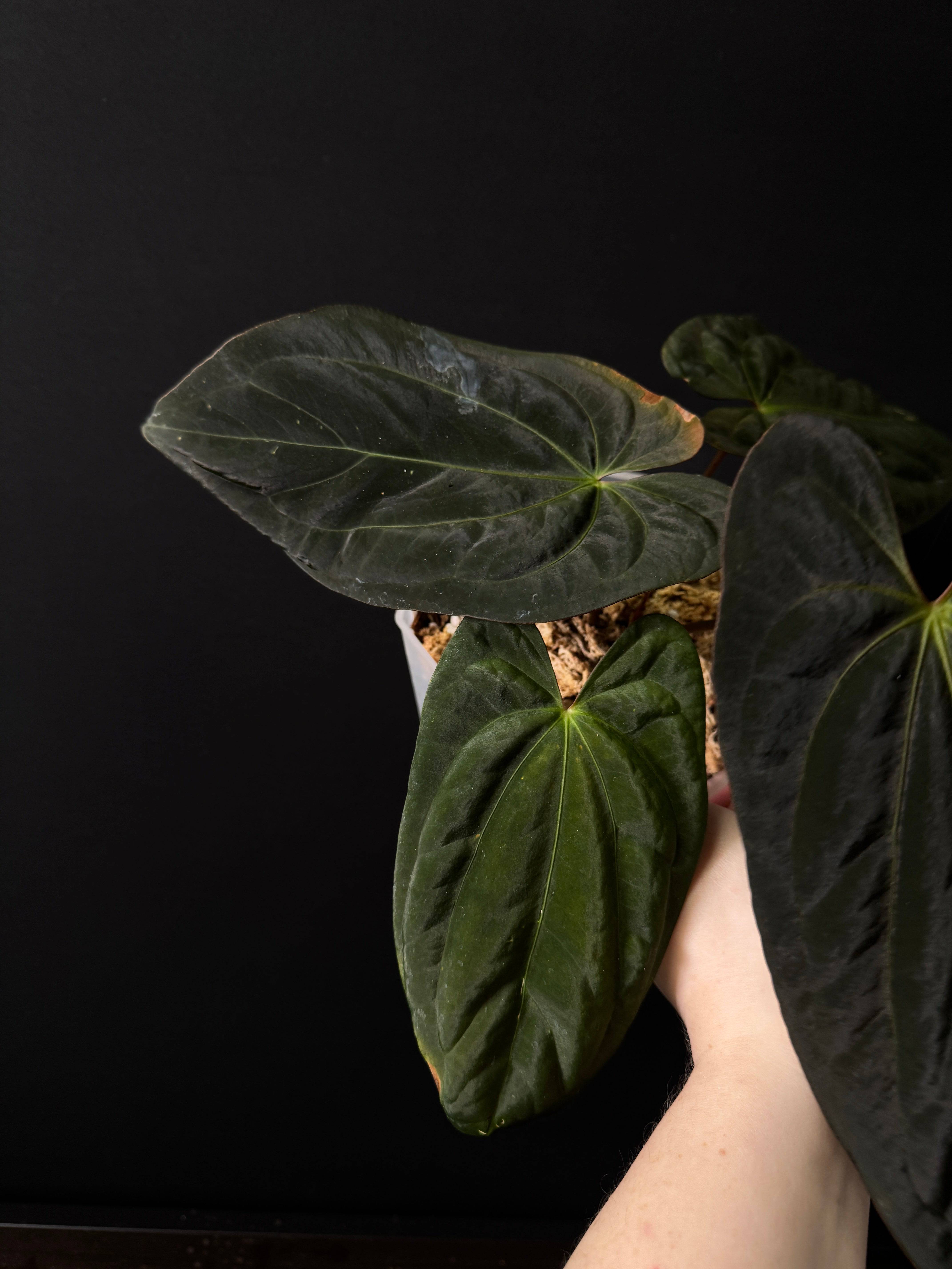 Anthurium BVIT x Red Vein Dark Phoenix - SMUKHI