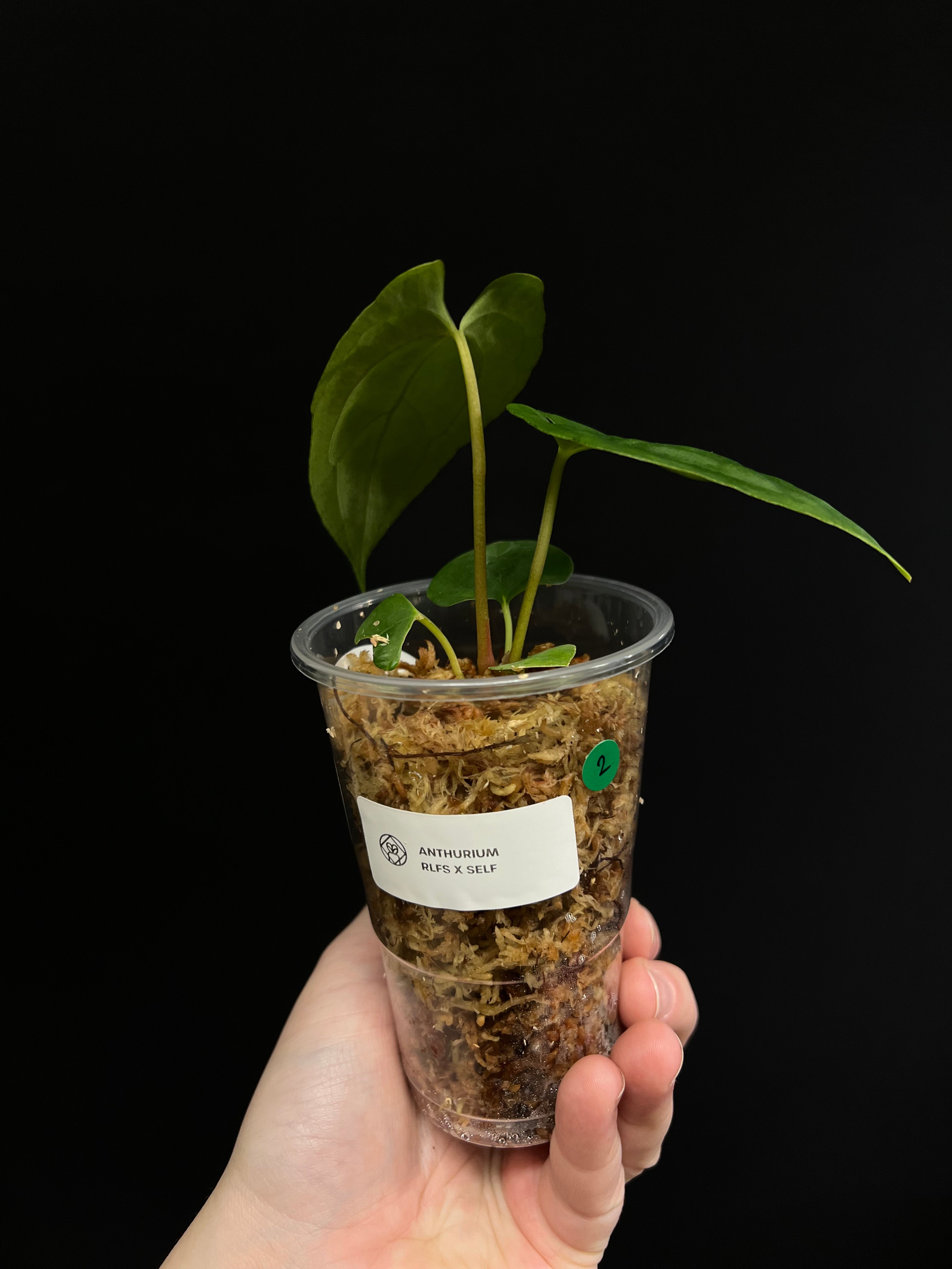 Anthurium RLFS x self - Small Plants